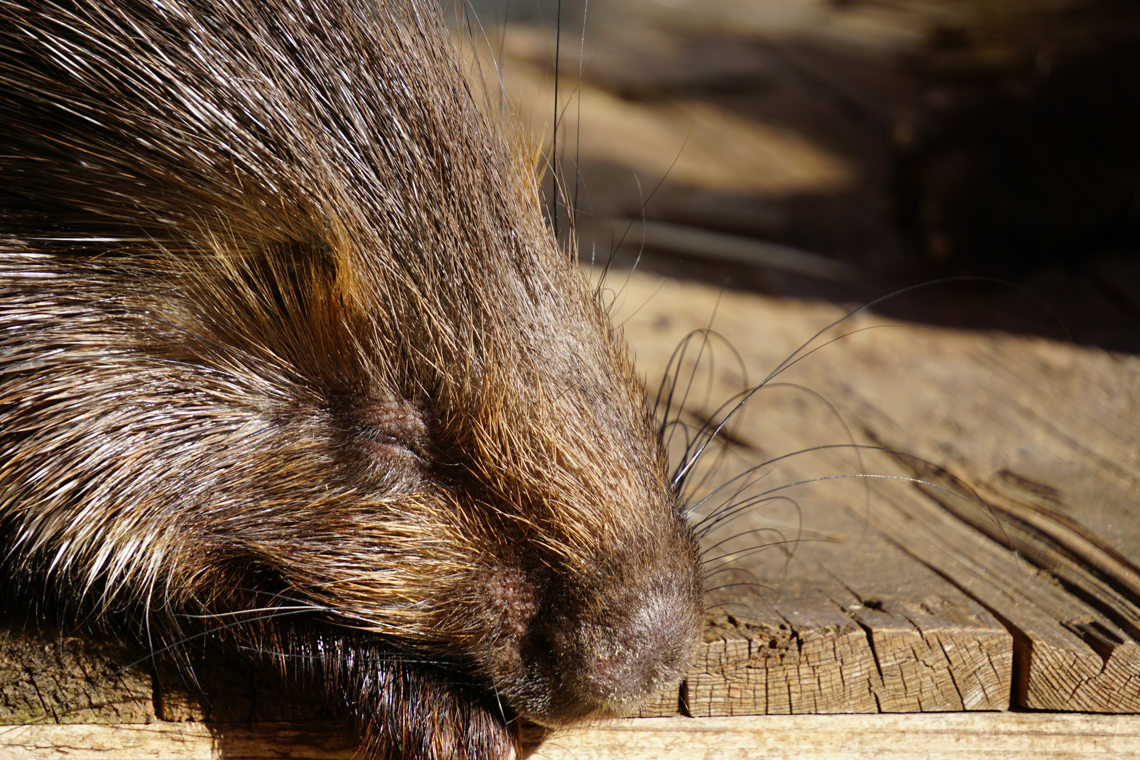 Gros plan du visage d'un porc-épic avec un pelage brun reposant sur une surface en bois