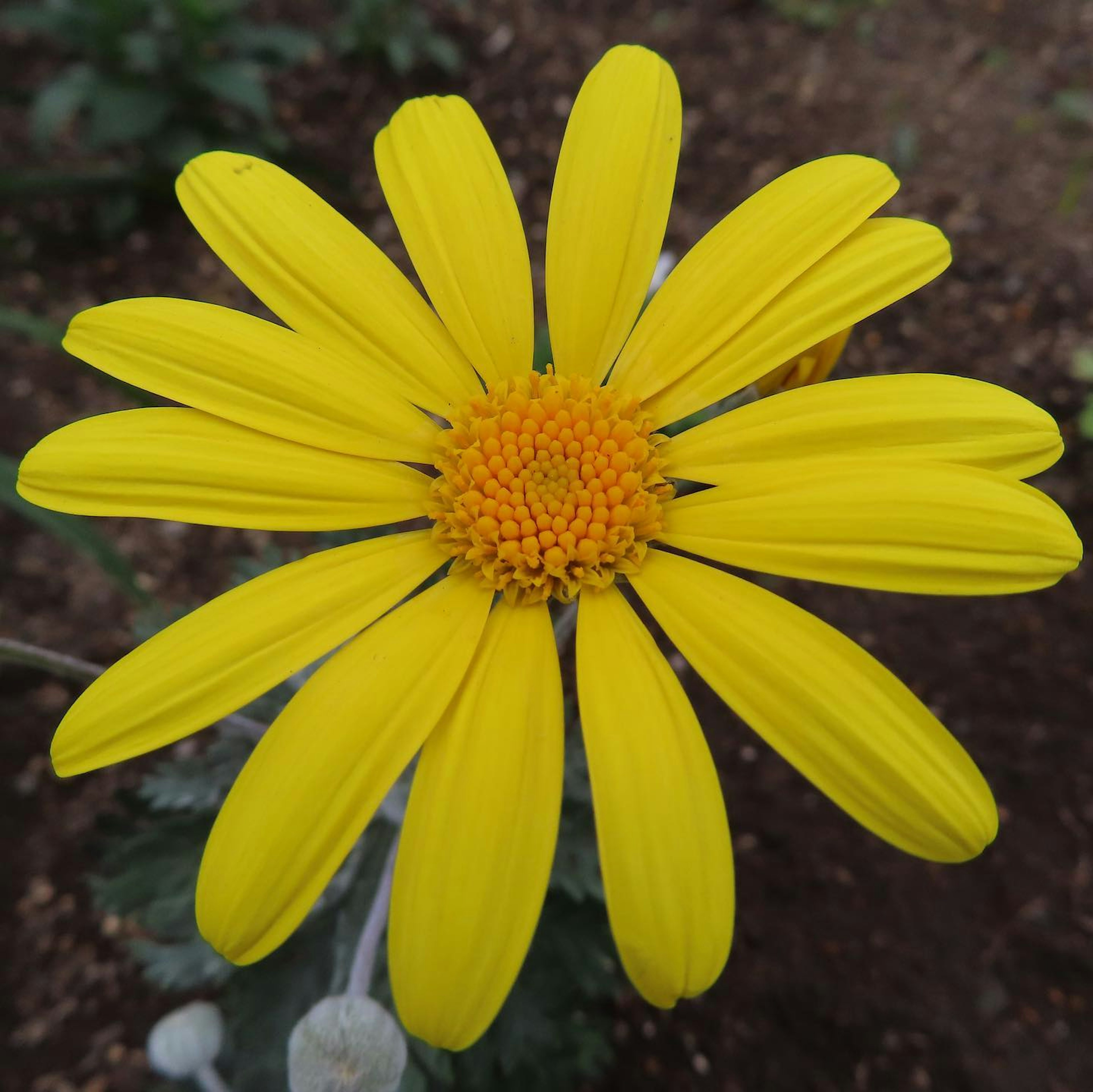 Grande fleur jaune avec des pétales allongés et un disque central orange