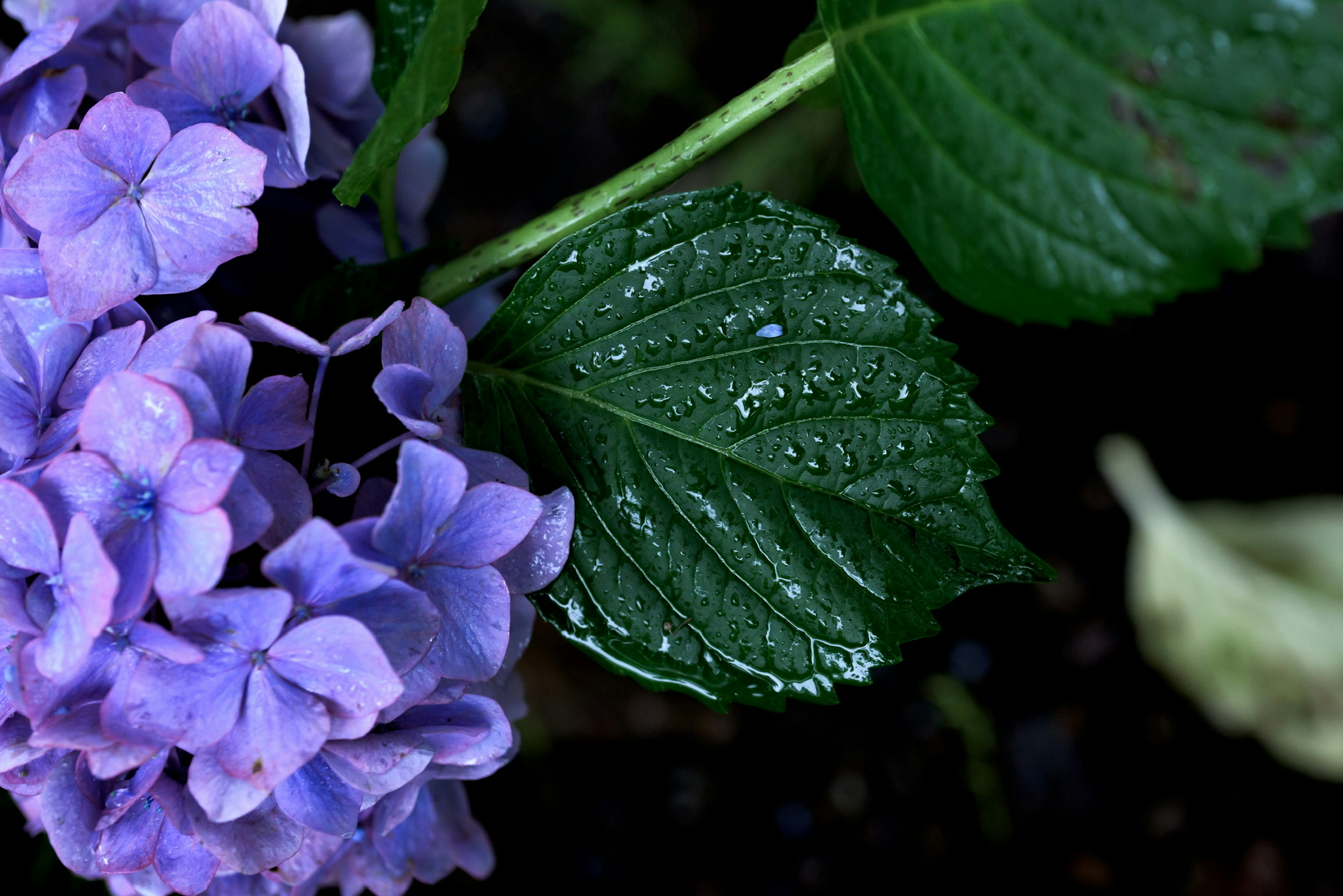 Nahaufnahme einer lila Blume mit Wassertropfen auf einem grünen Blatt