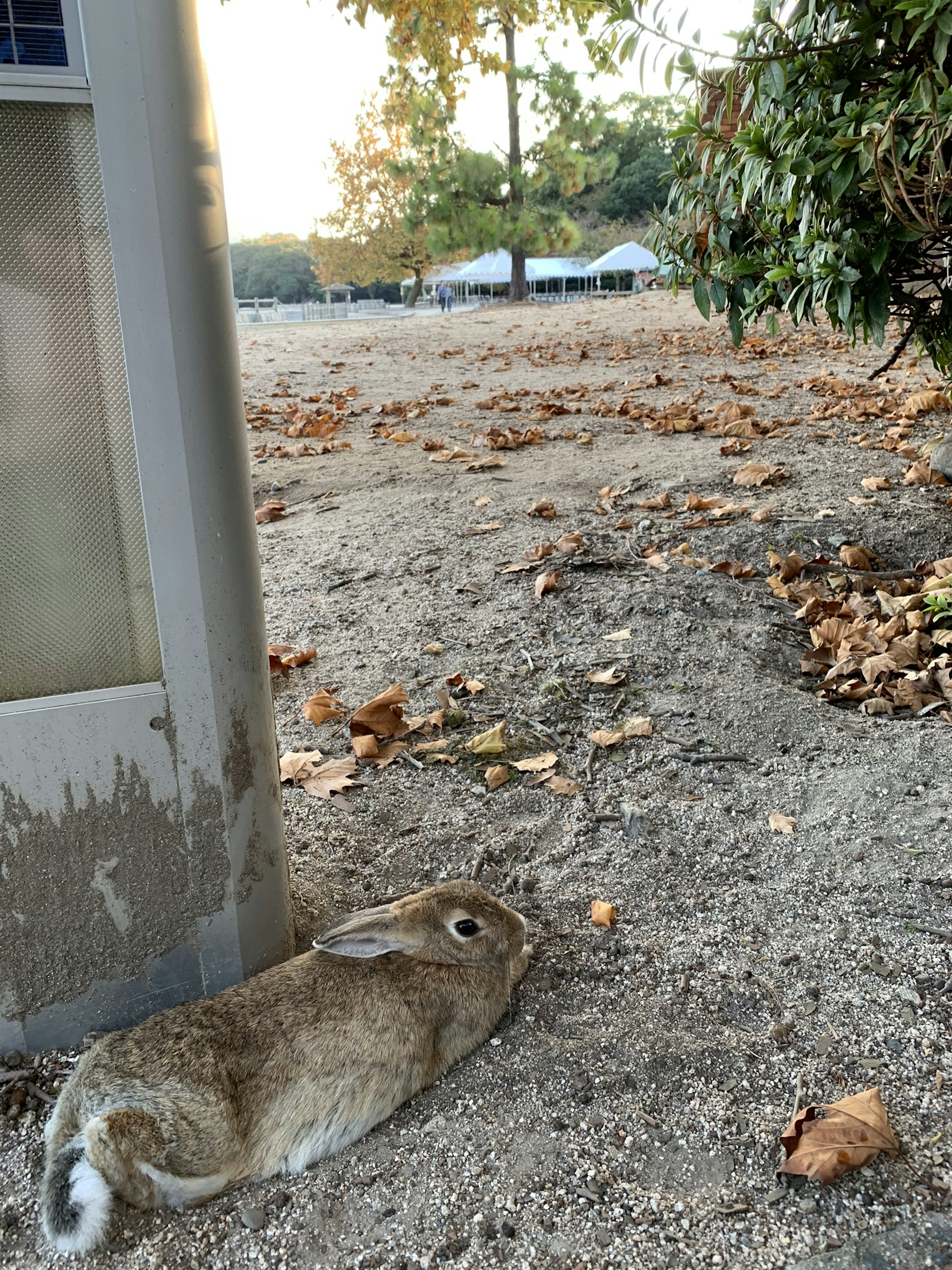 Coniglio marrone sdraiato sul terreno in un parco con foglie autunnali