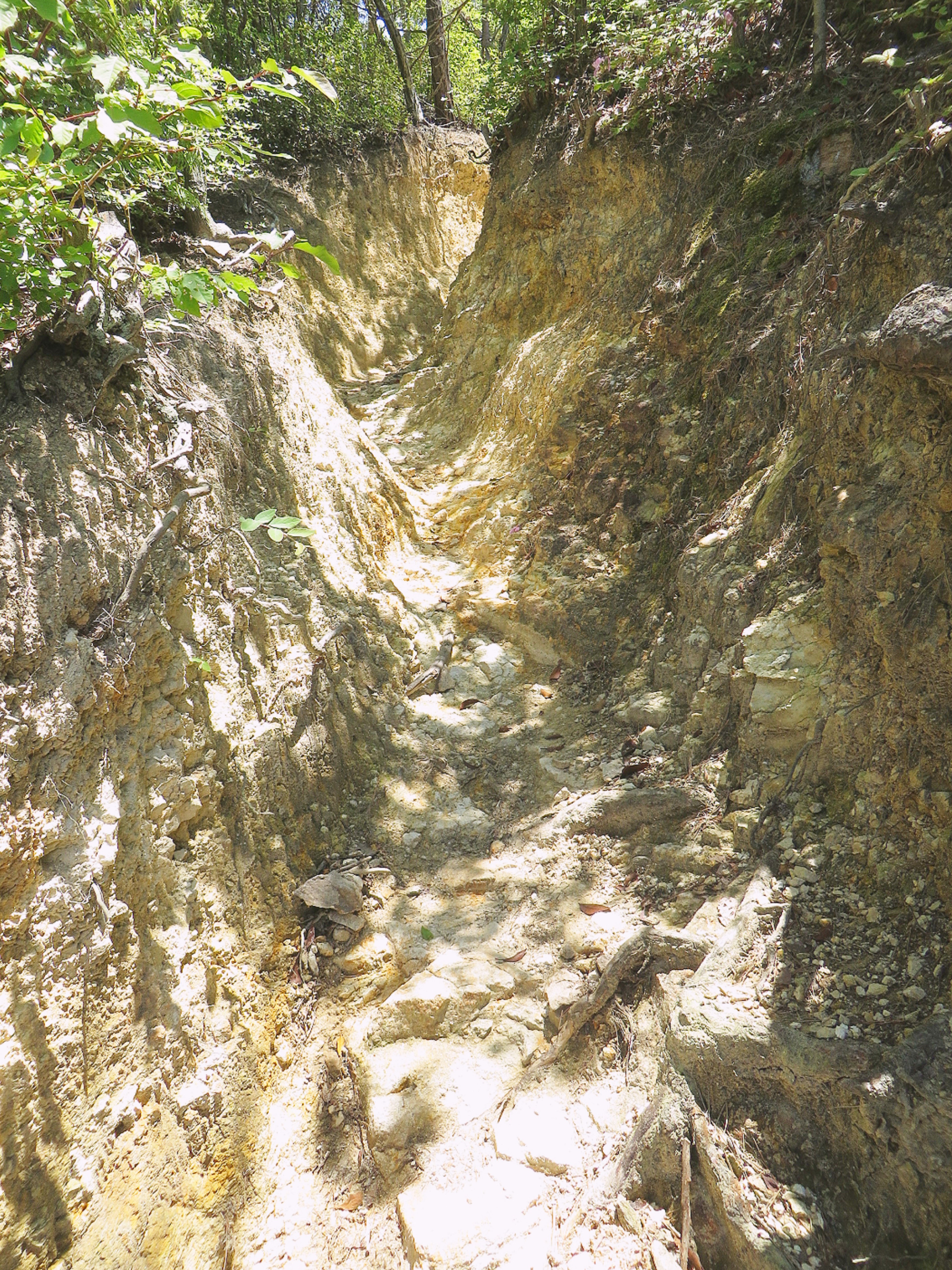 Deep soil trench in a forested area