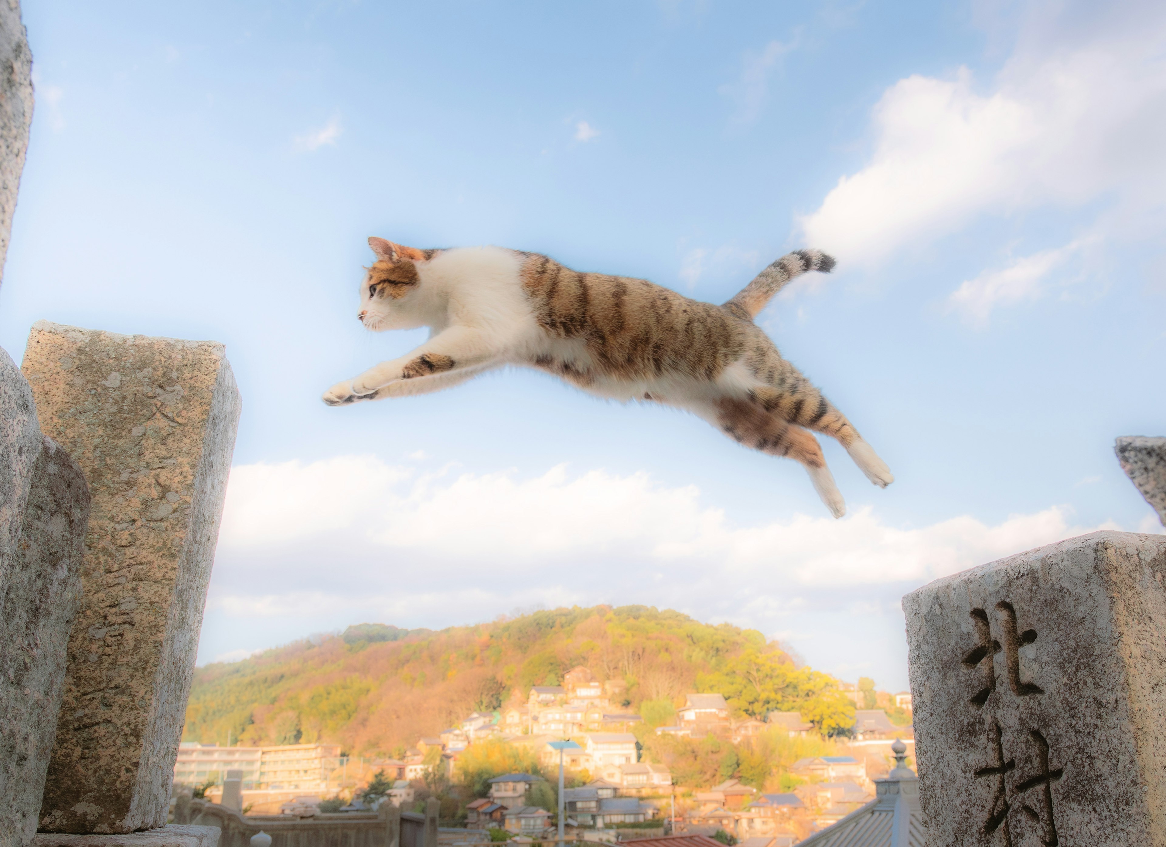 A brown and white cat jumping in mid-air with a mountain backdrop