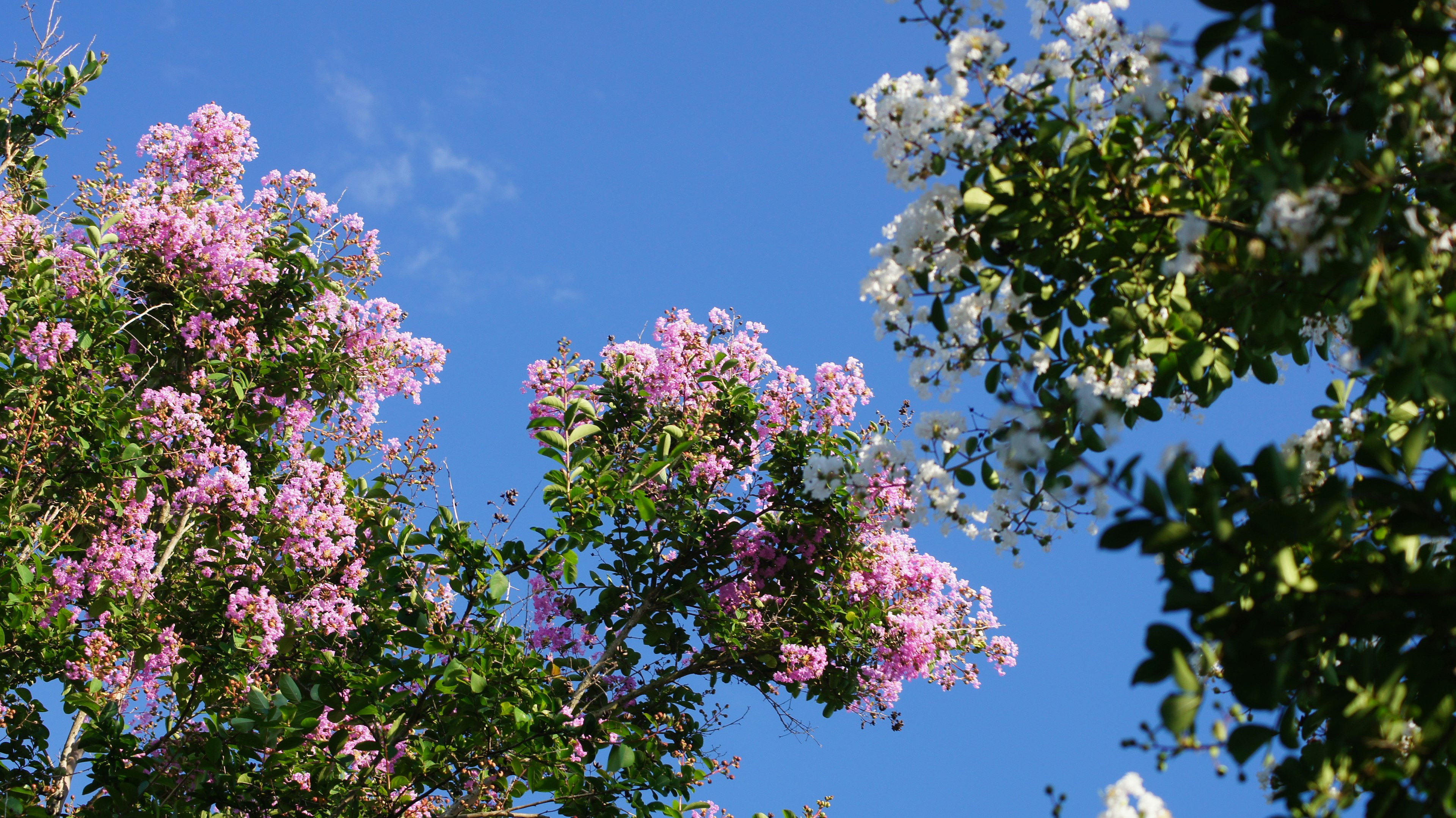 Trees with pink and white flowers against a blue sky