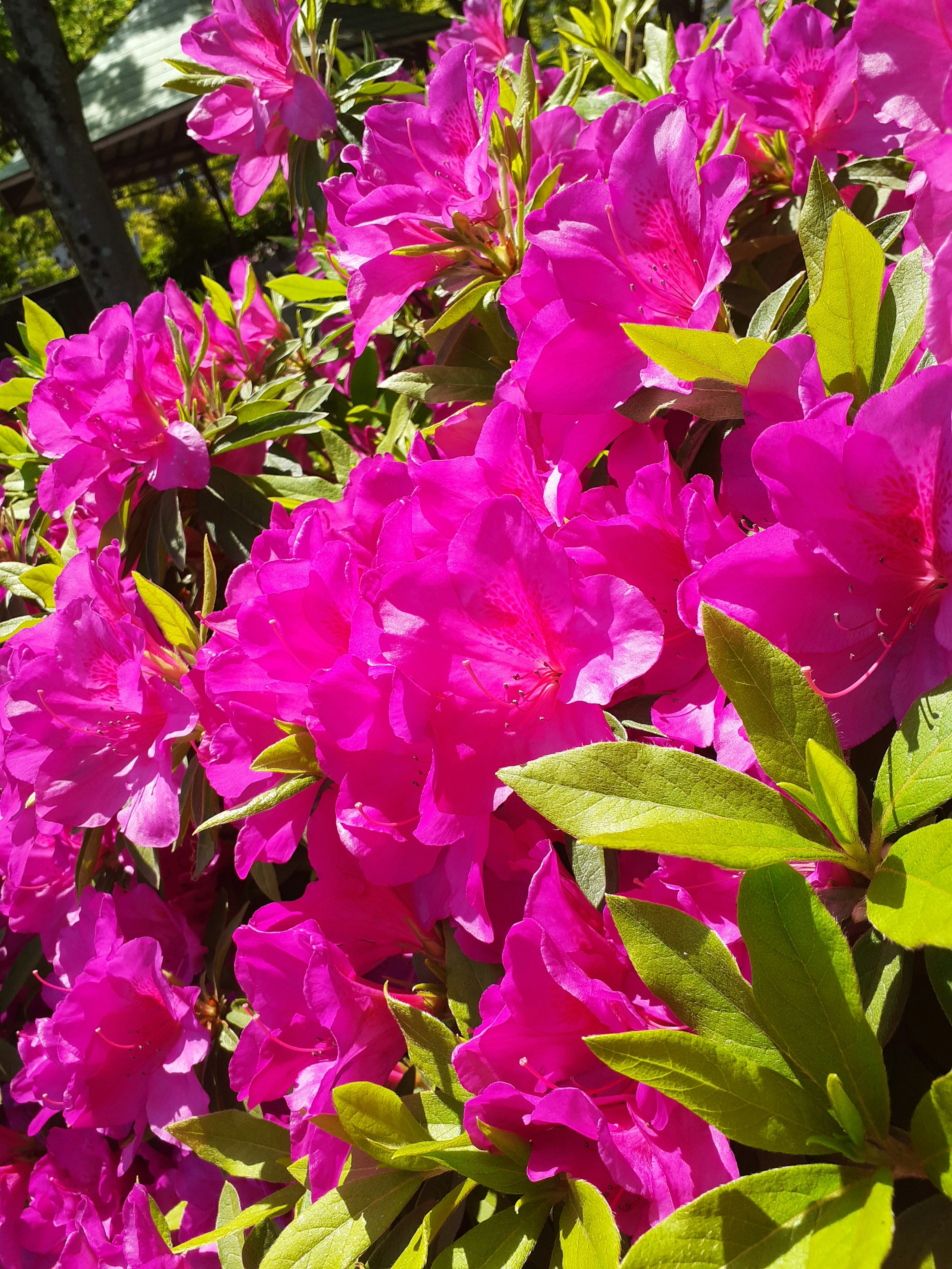 Primer plano de flores de azalea rosa vibrante con hojas verdes