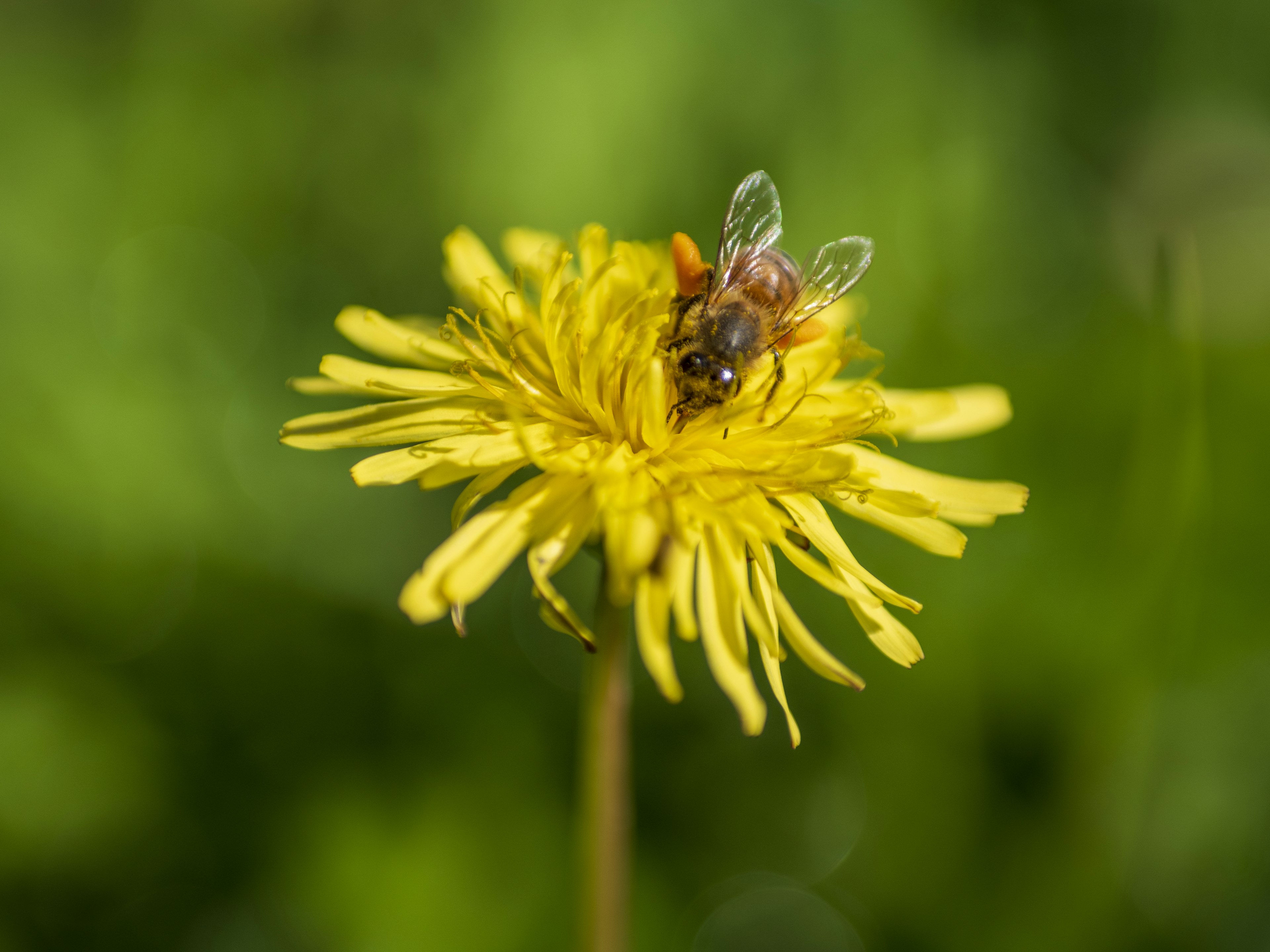 Lebah yang beristirahat di atas bunga dandelion kuning