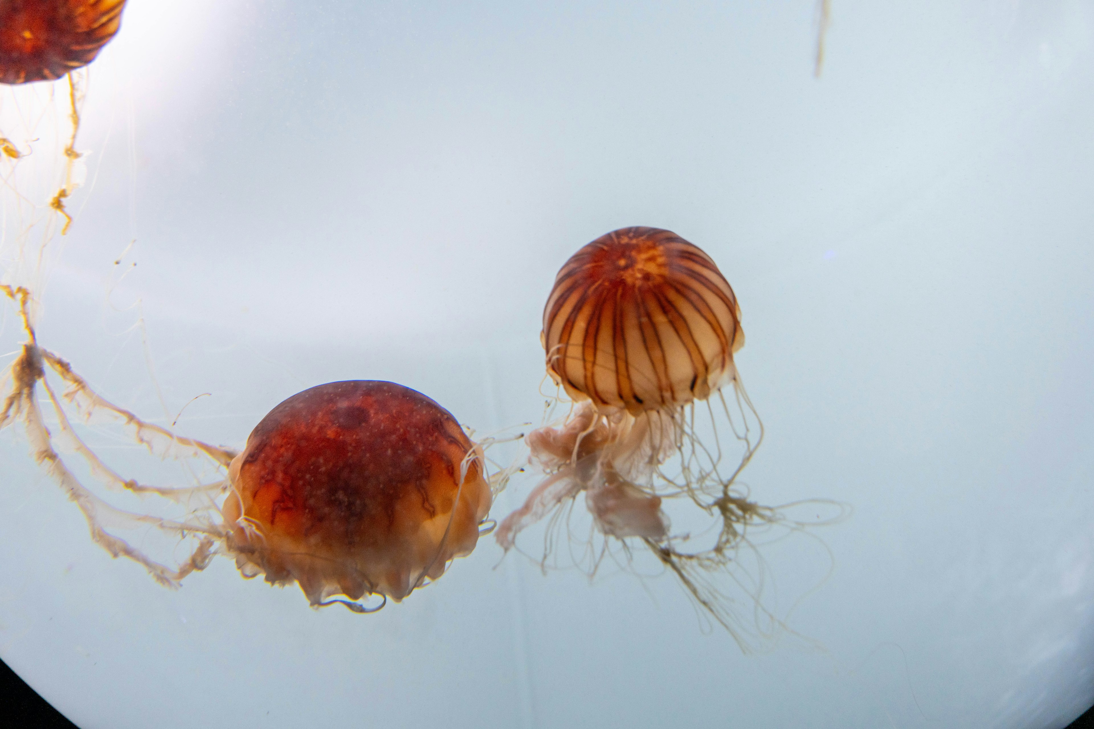 Group of jellyfish swimming underwater featuring reddish-brown domes and long tentacles