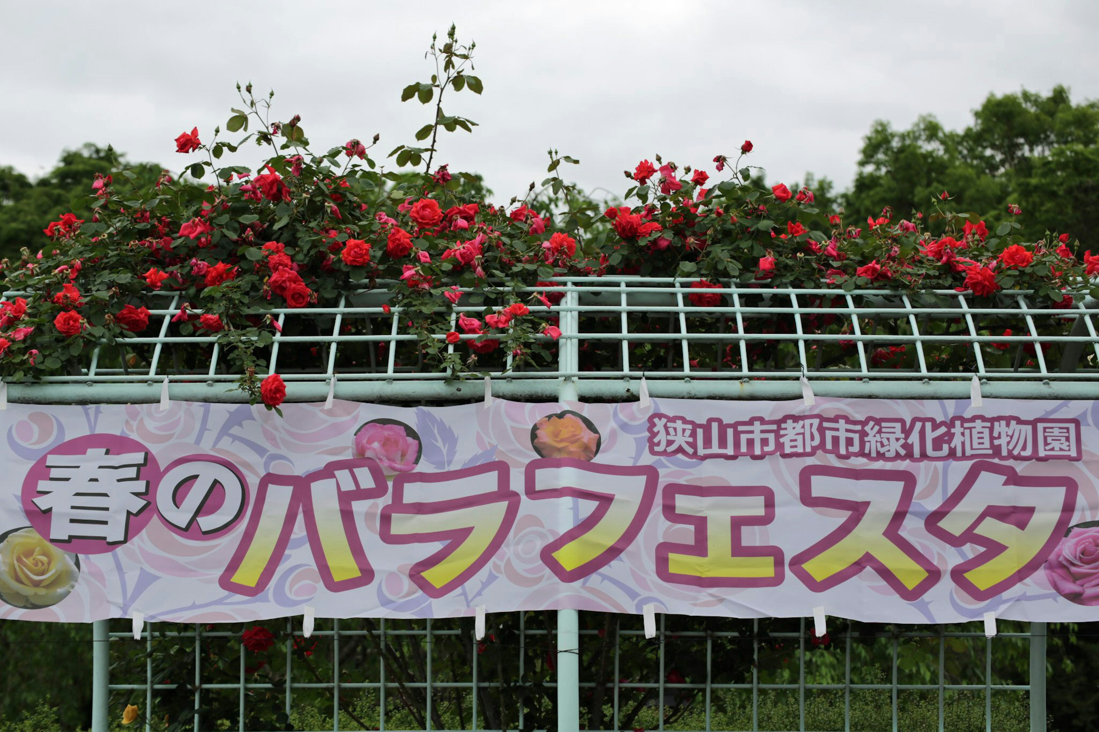 春のバラフェスタの看板と赤いバラが咲く風景