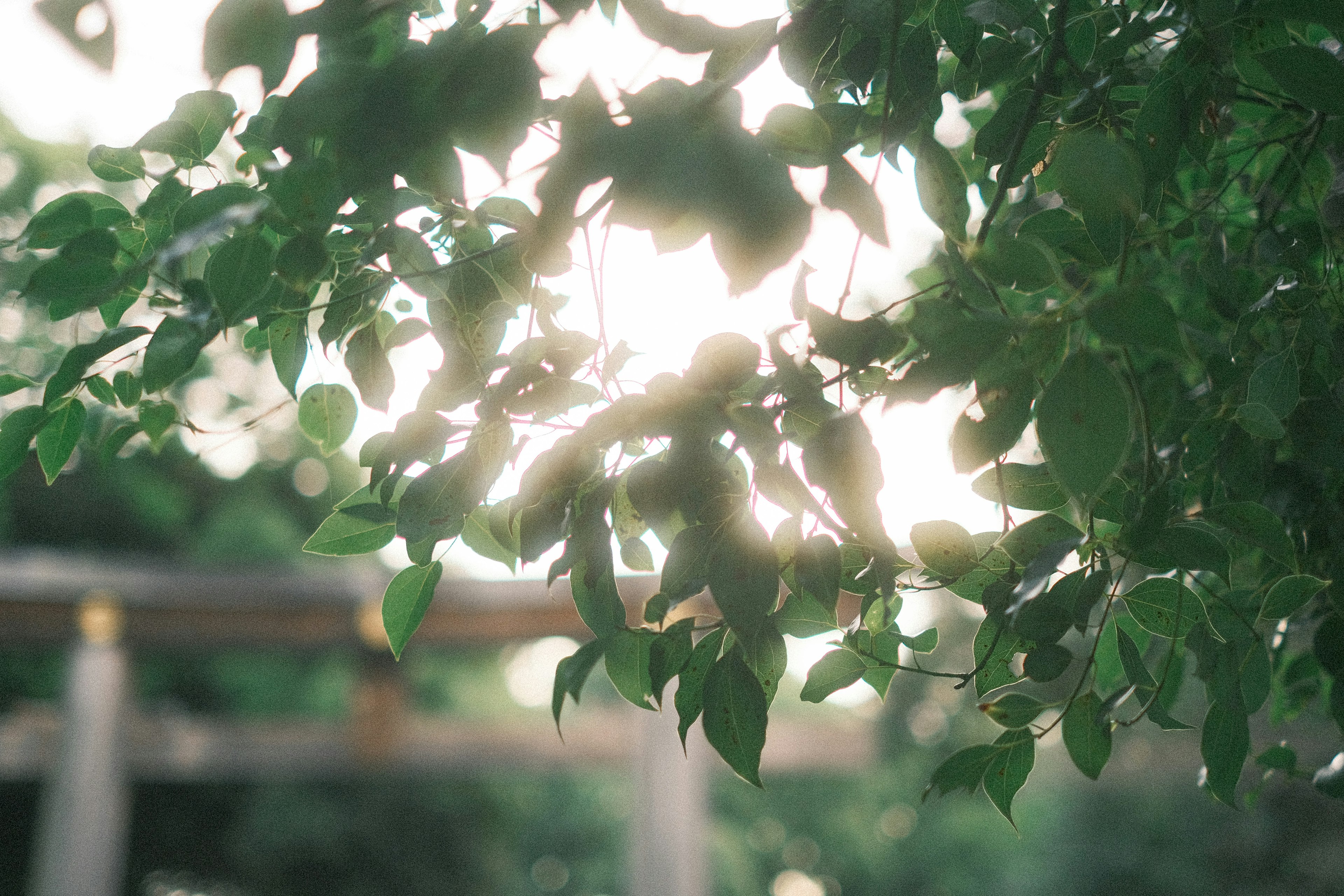 Lumière filtrant à travers des feuilles vertes luxuriantes