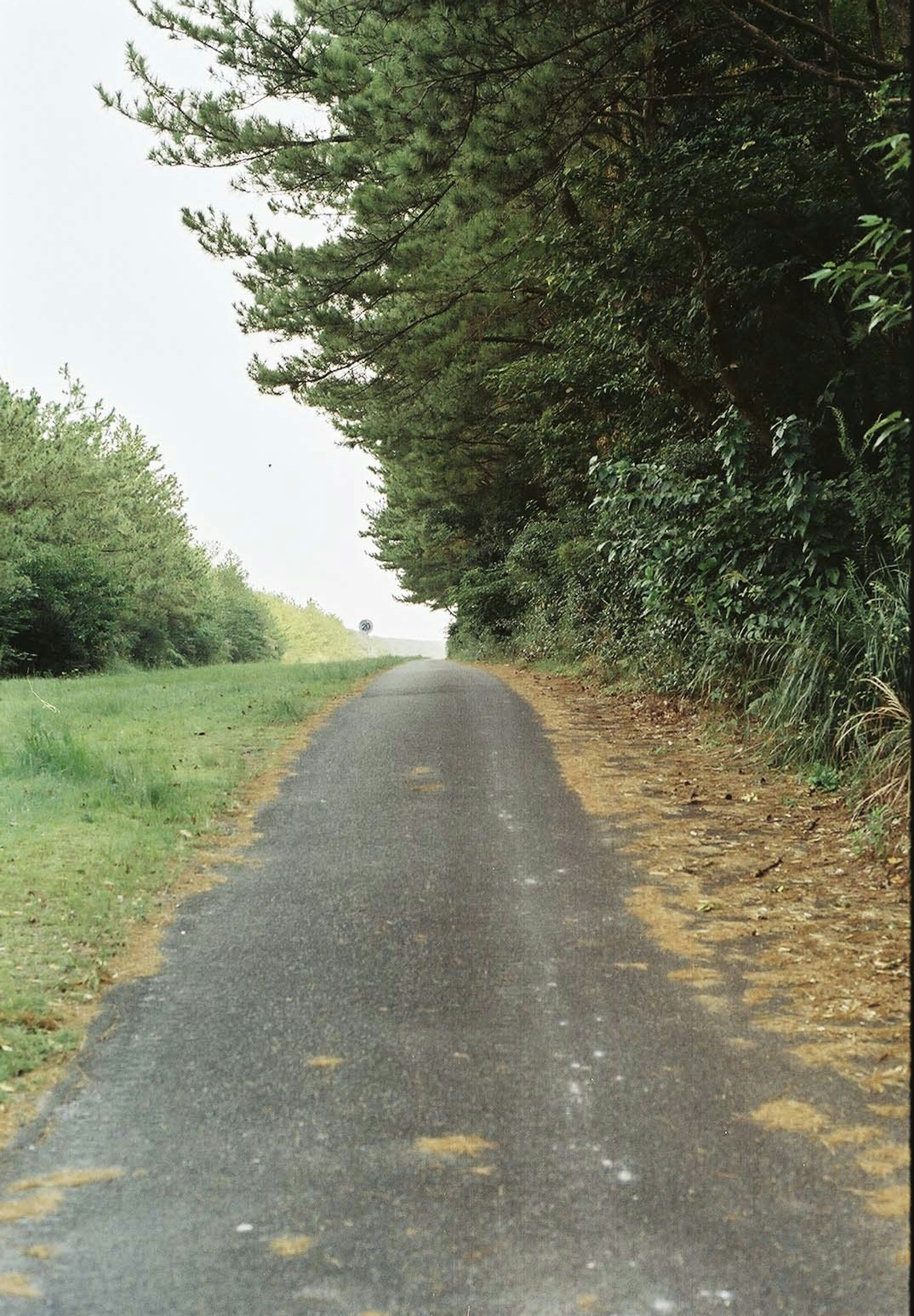 Pflasterweg umgeben von Bäumen und Grünflächen