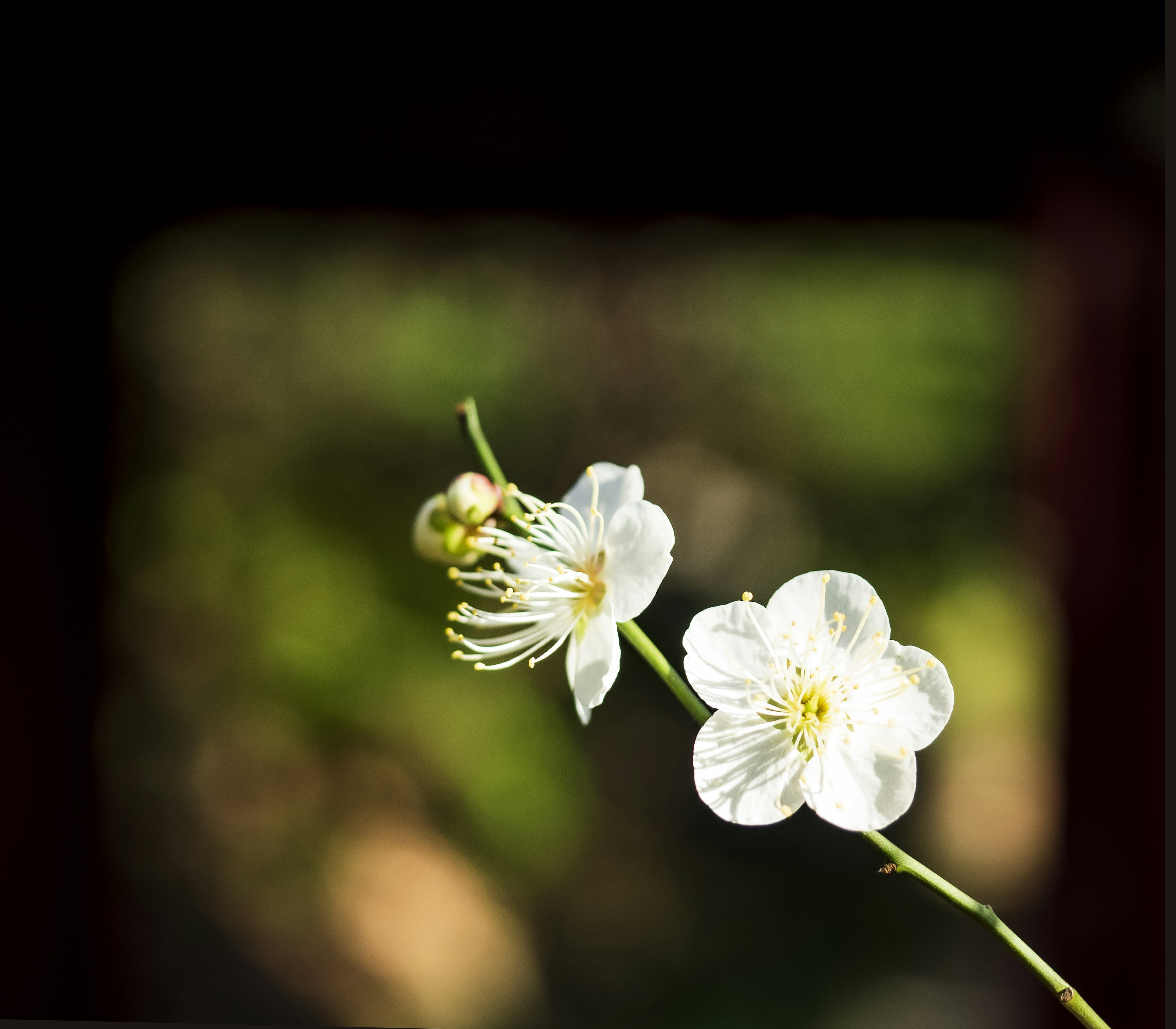 Primo piano di un ramo con fiori bianchi su sfondo sfocato