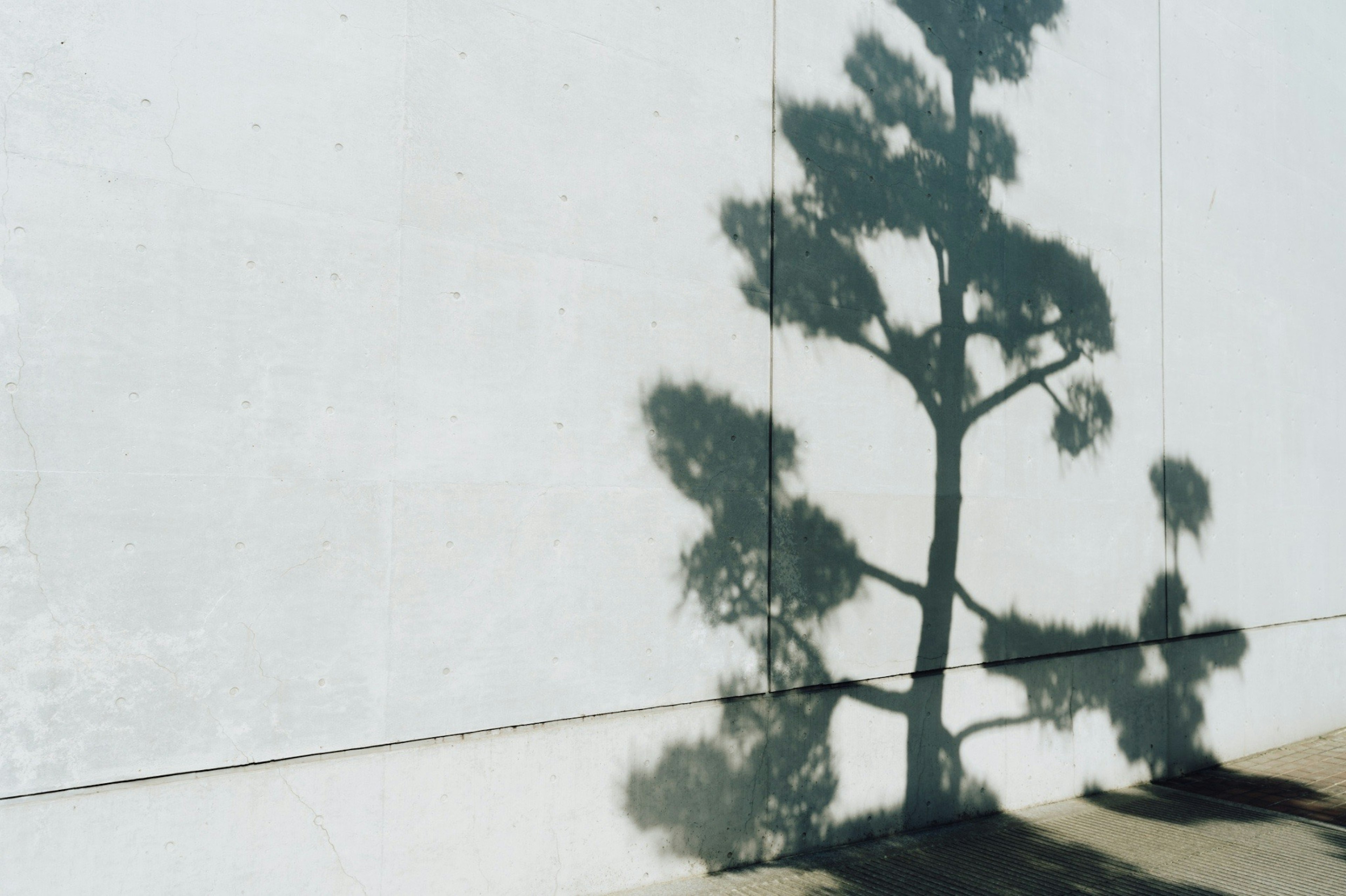 Foto di un'ombra di albero proiettata su un muro bianco