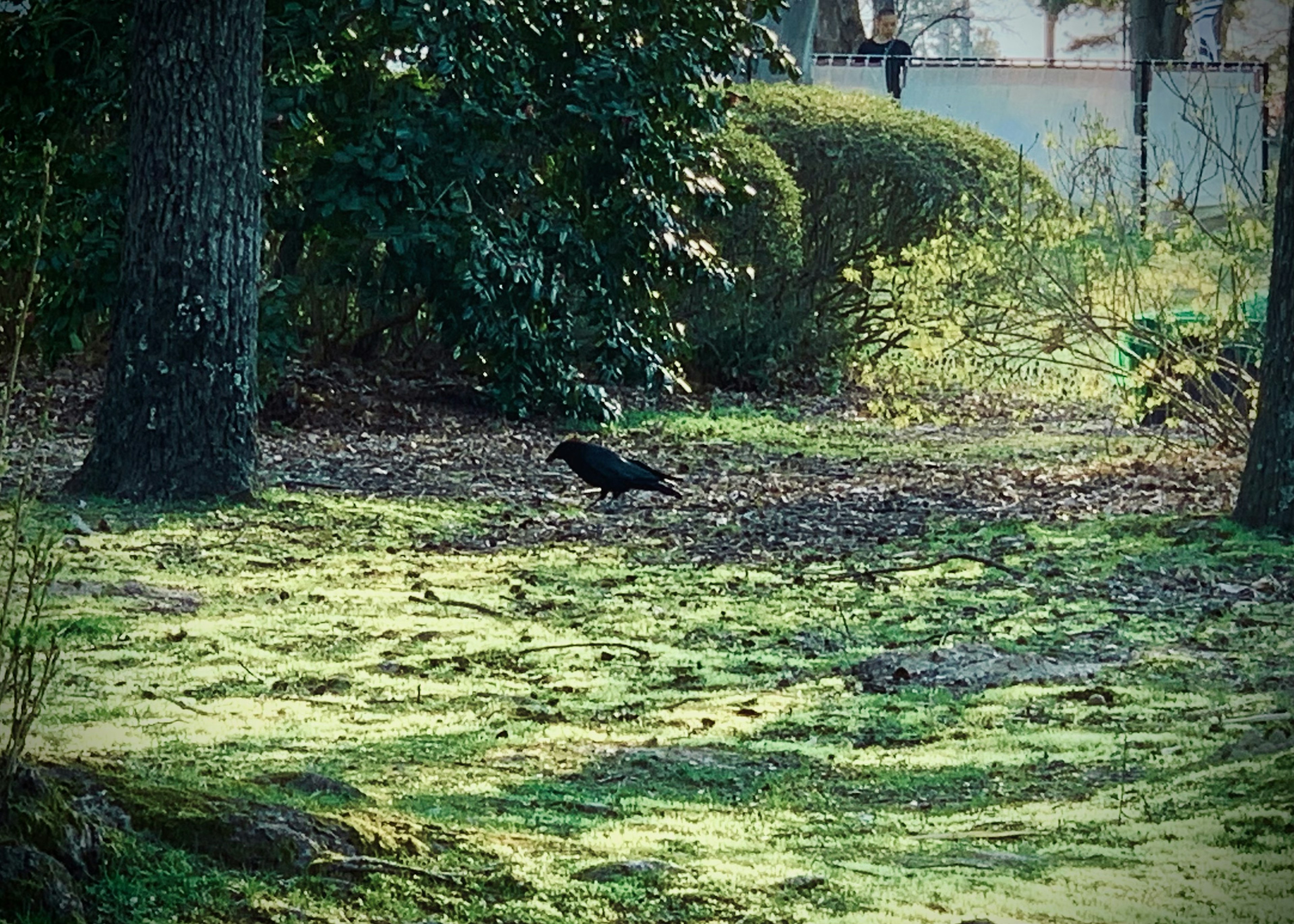 緑豊かな公園の地面にいるカラス