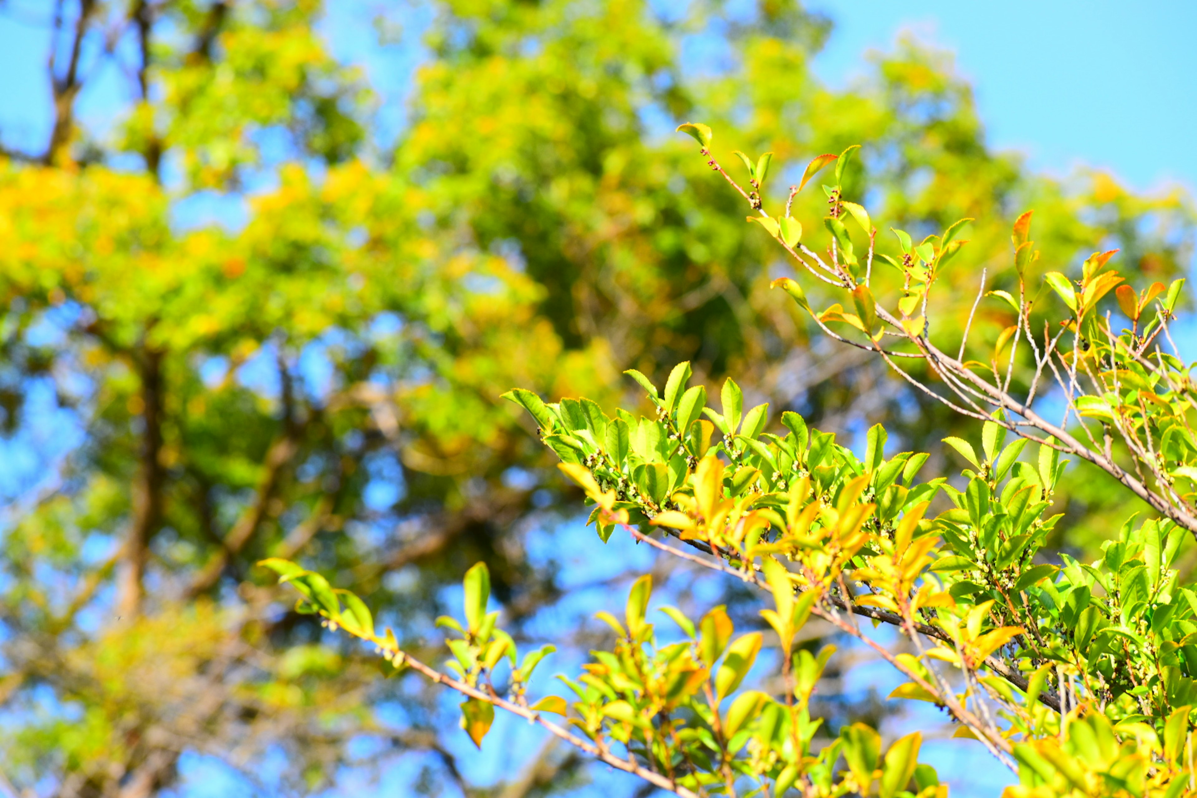 Äste mit grünen und gelben Blättern vor blauem Himmel