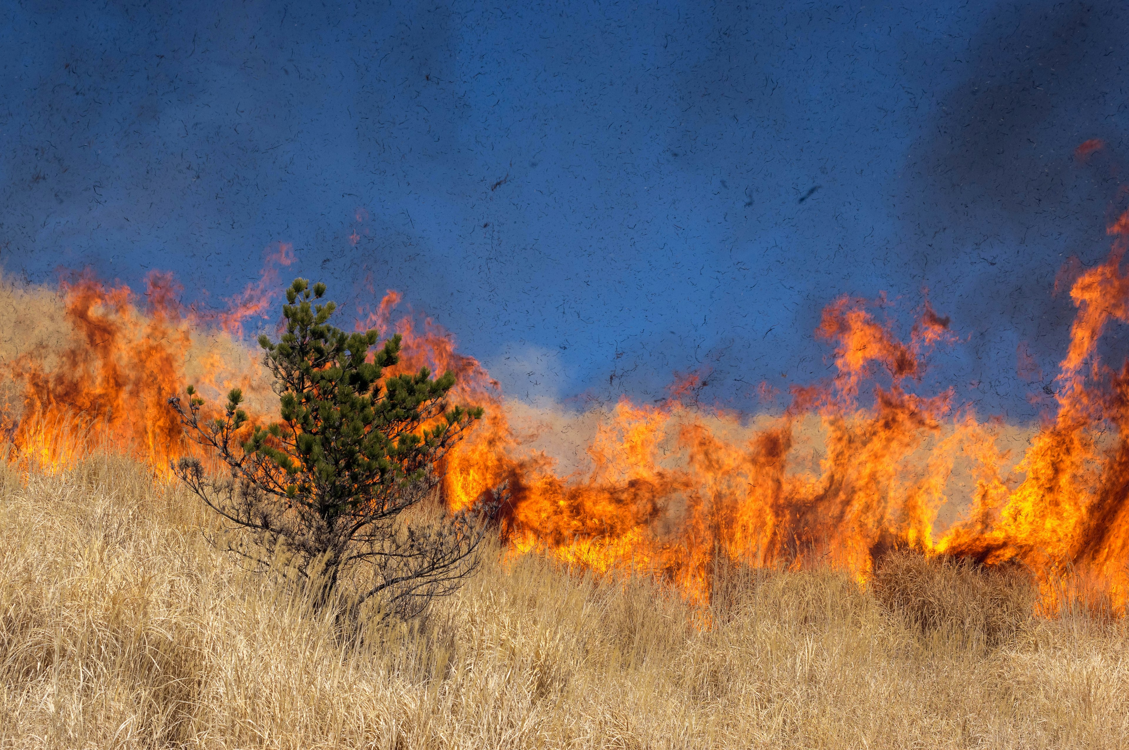 Silhouette d'un arbre au milieu des flammes sous un ciel bleu