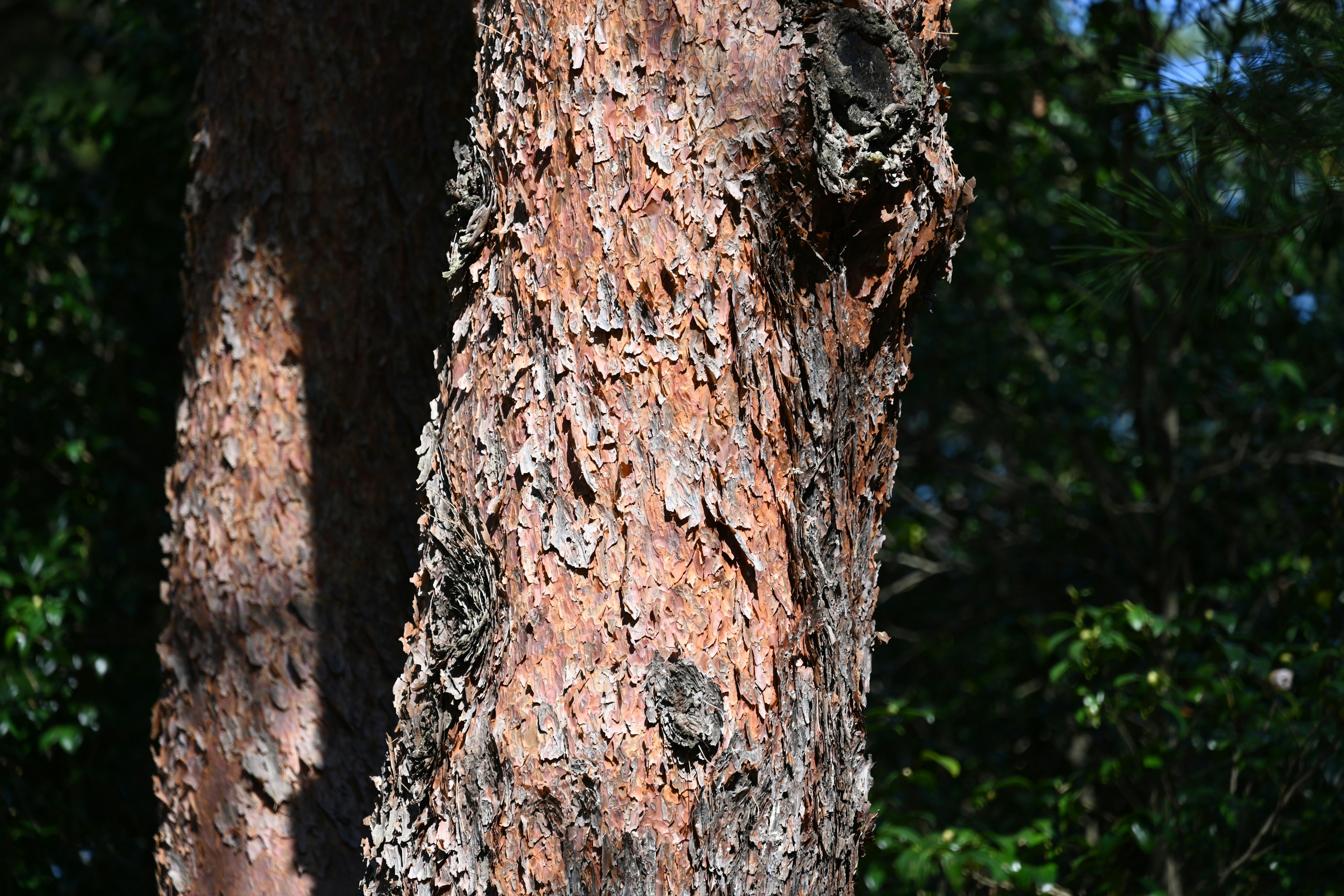 Tekstur dan warna detail dari batang pohon