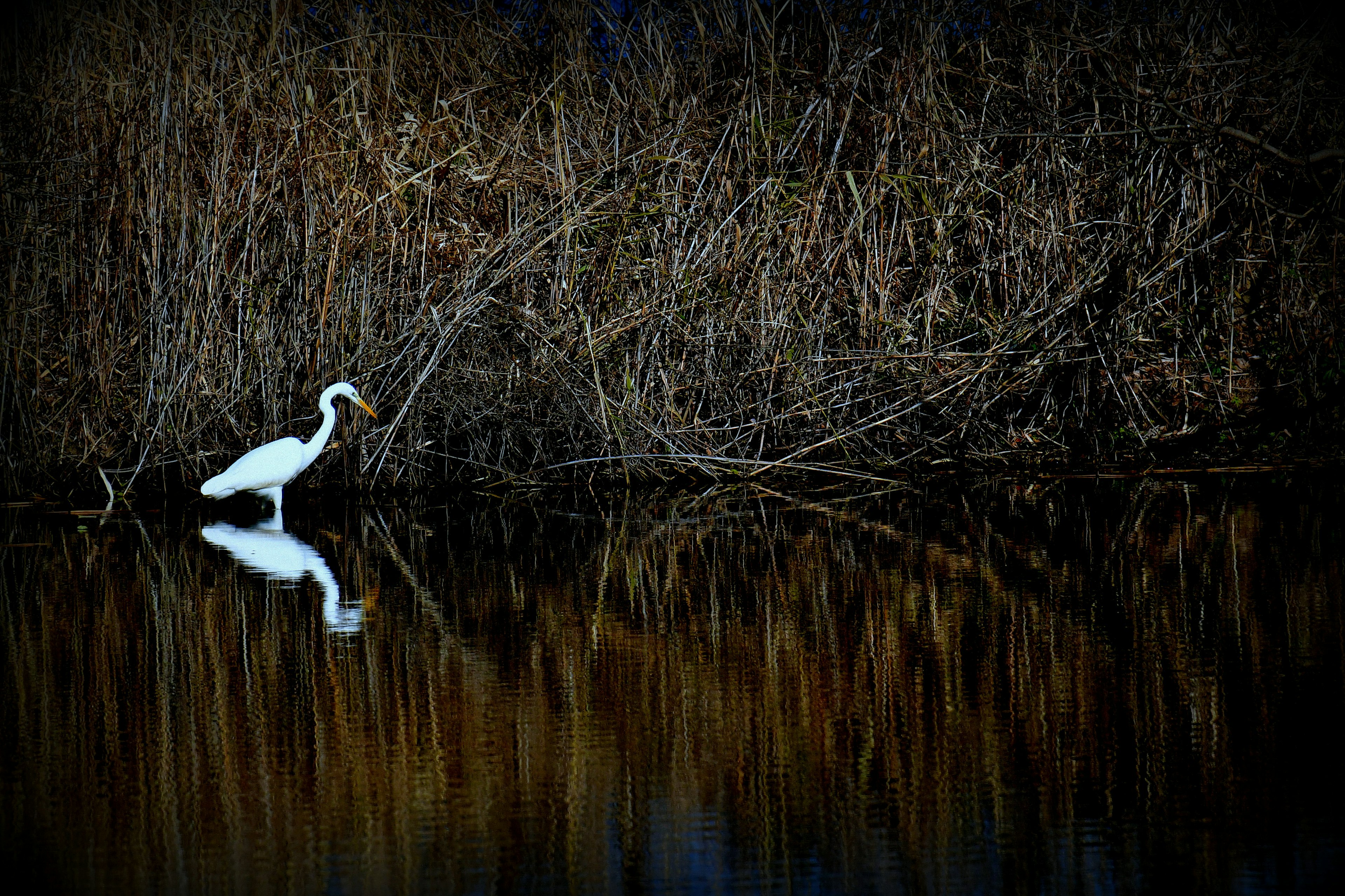 Una garza blanca de pie junto al agua en un entorno tranquilo