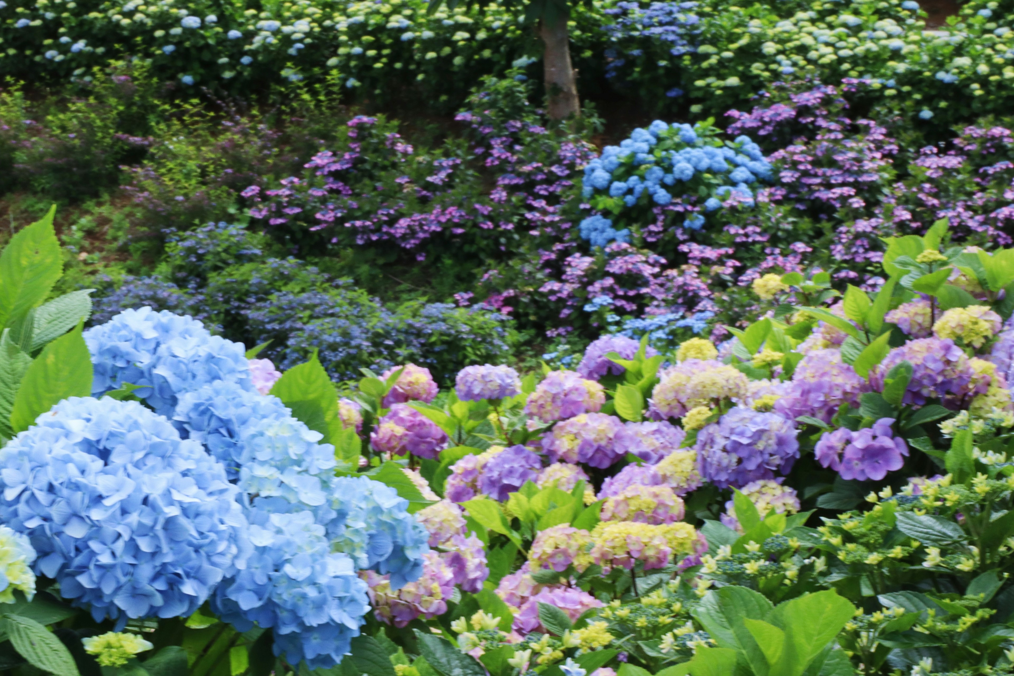 充滿藍色和紫色繡球花的生動花園場景