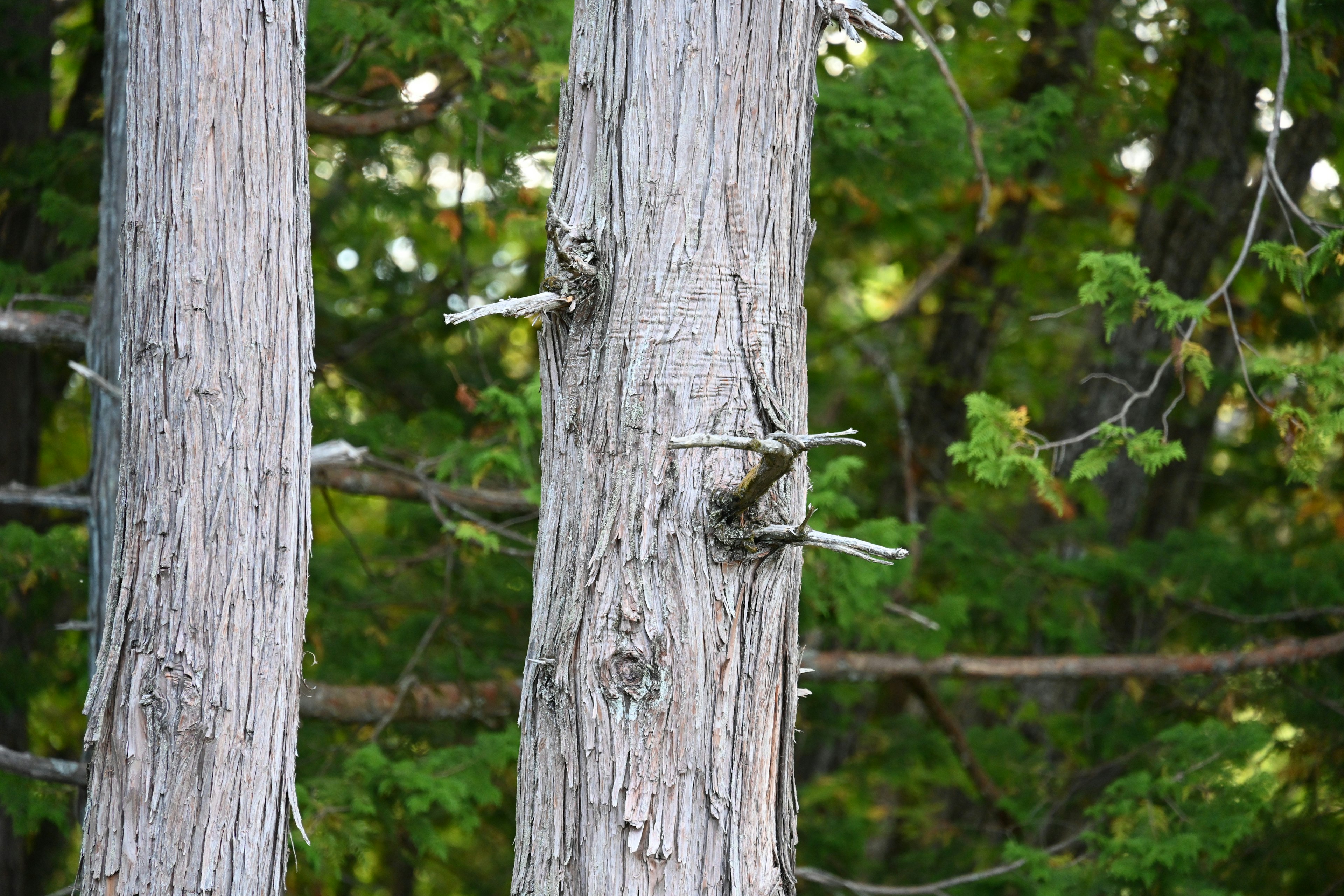 Deux troncs d'arbres côte à côte avec des détails visibles sur un fond vert