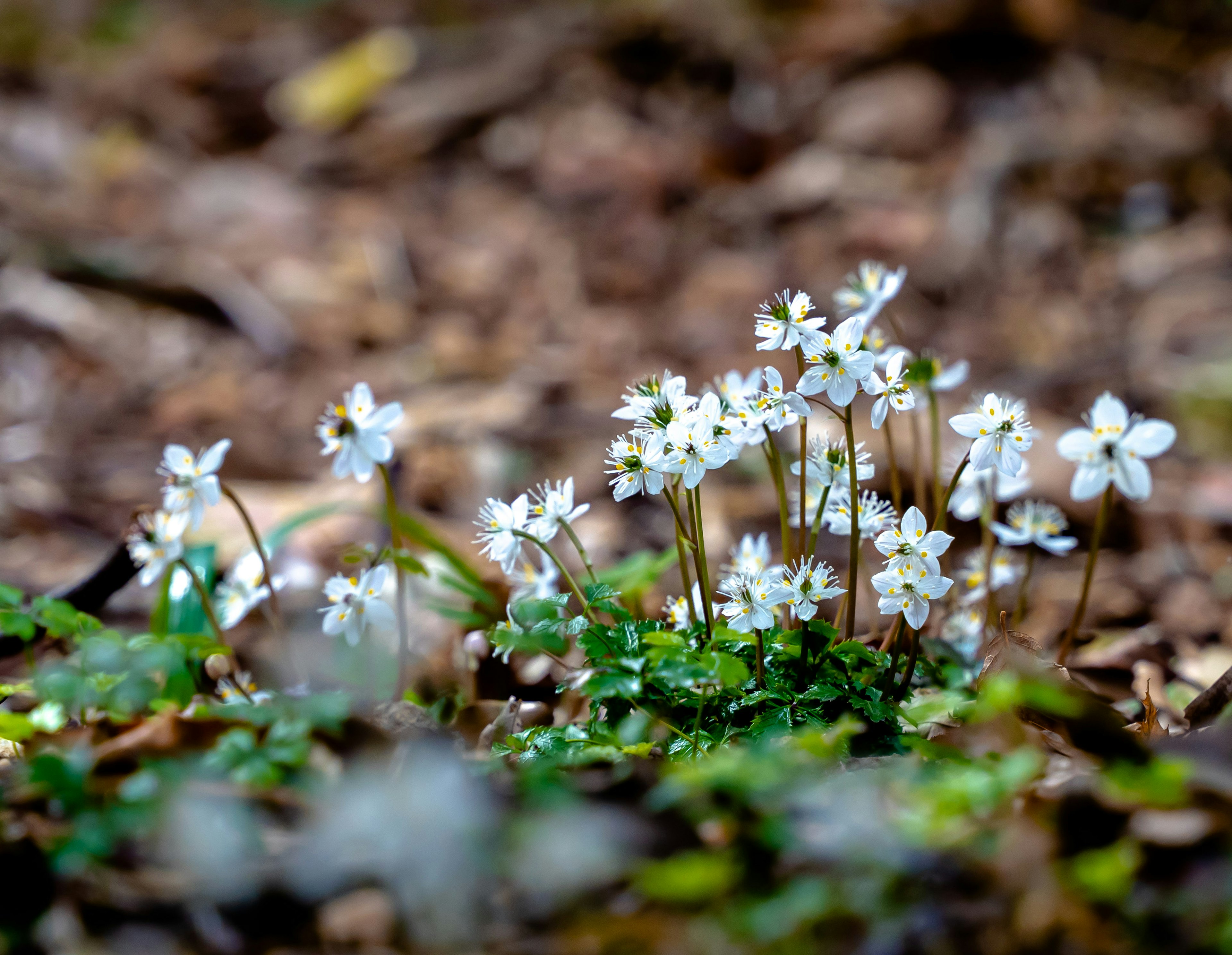 Büschel kleiner weißer Blumen, die in einer Waldumgebung blühen