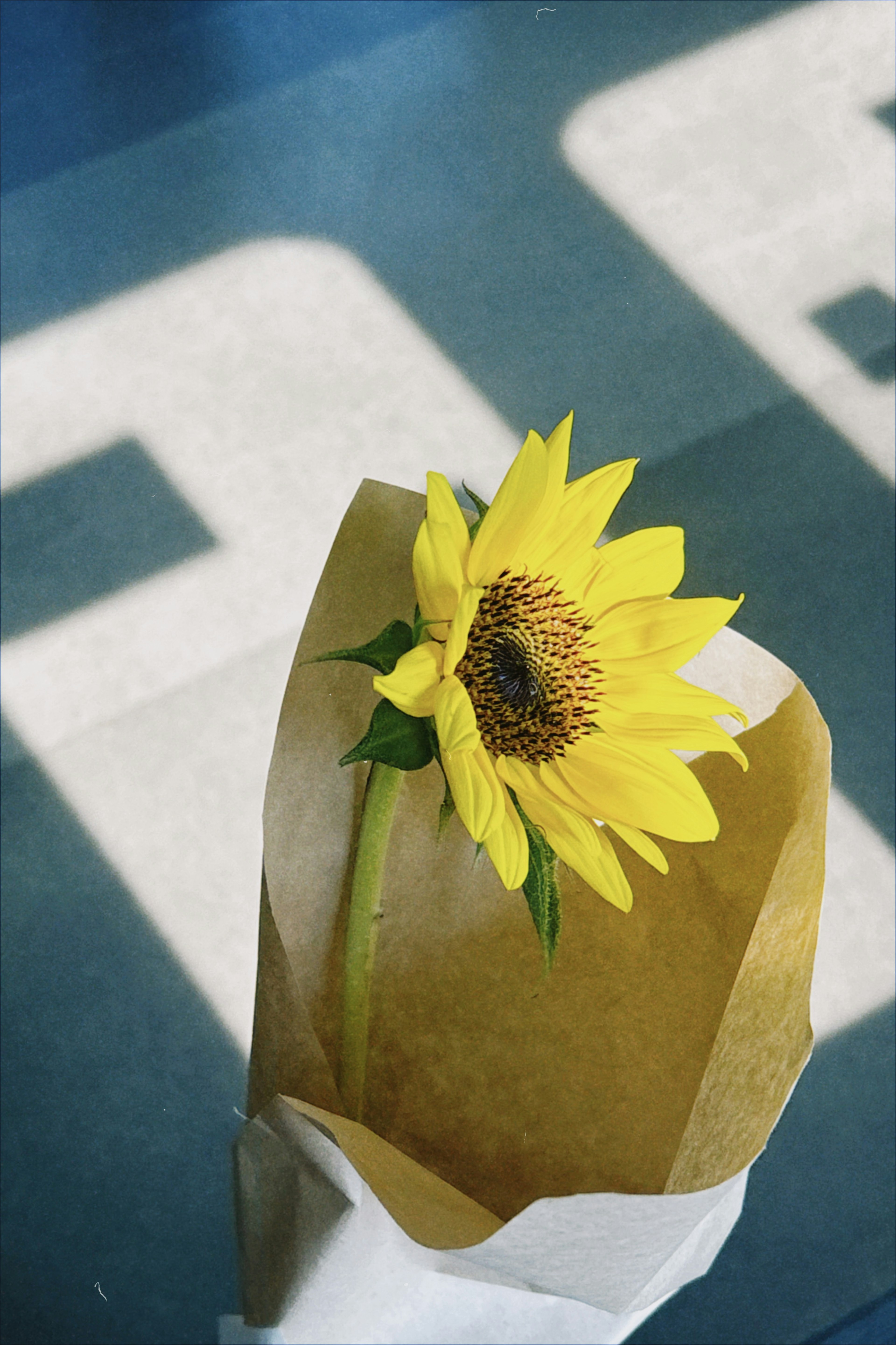 Un tournesol jaune vif enveloppé dans du papier brun