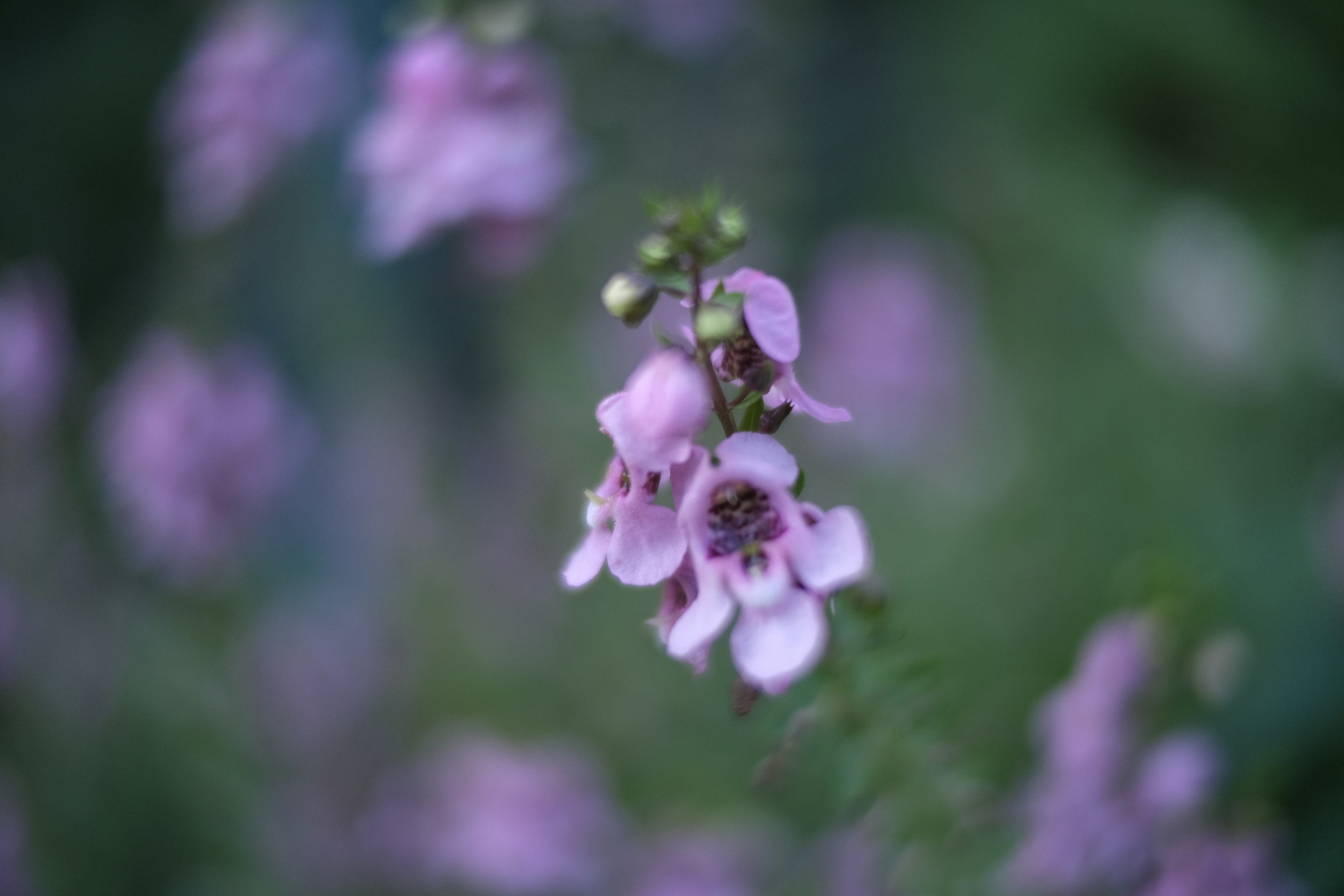 Delicate purple flowers against a soft green background