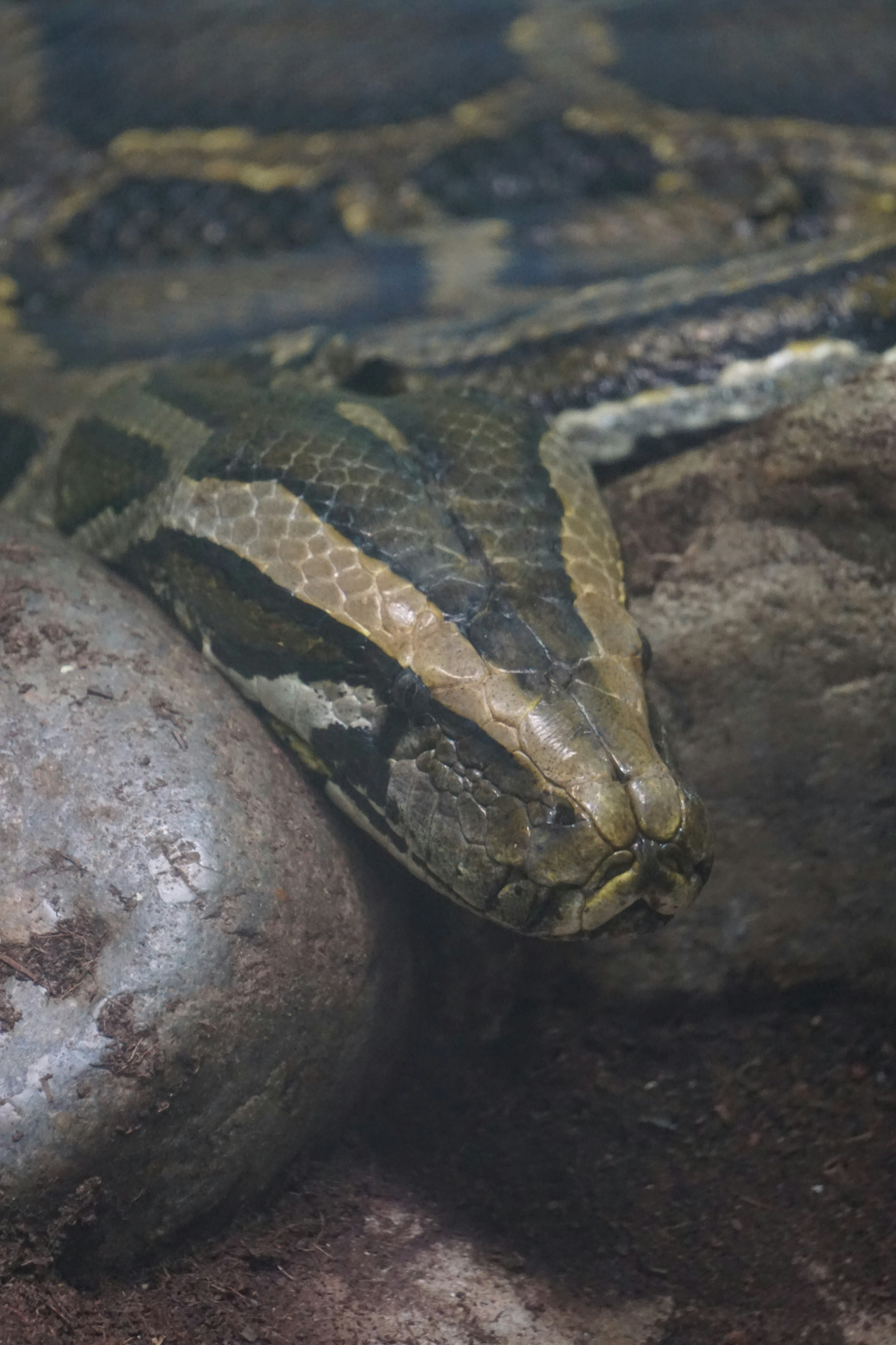 Primer plano de una gran criatura parecida a una serpiente bajo el agua mostrando escamas