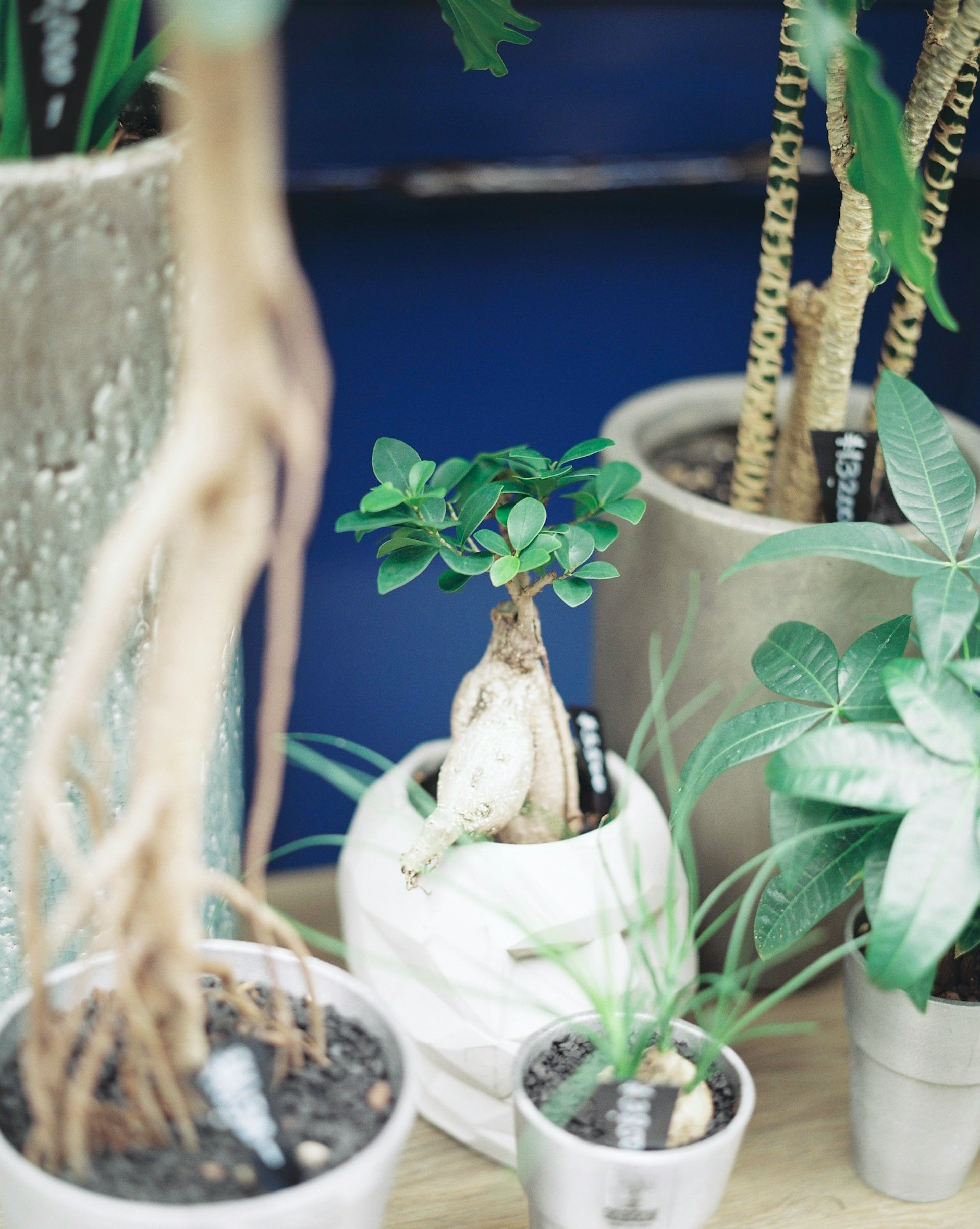 A collection of diverse houseplants displayed in decorative pots with visible roots and lush green leaves