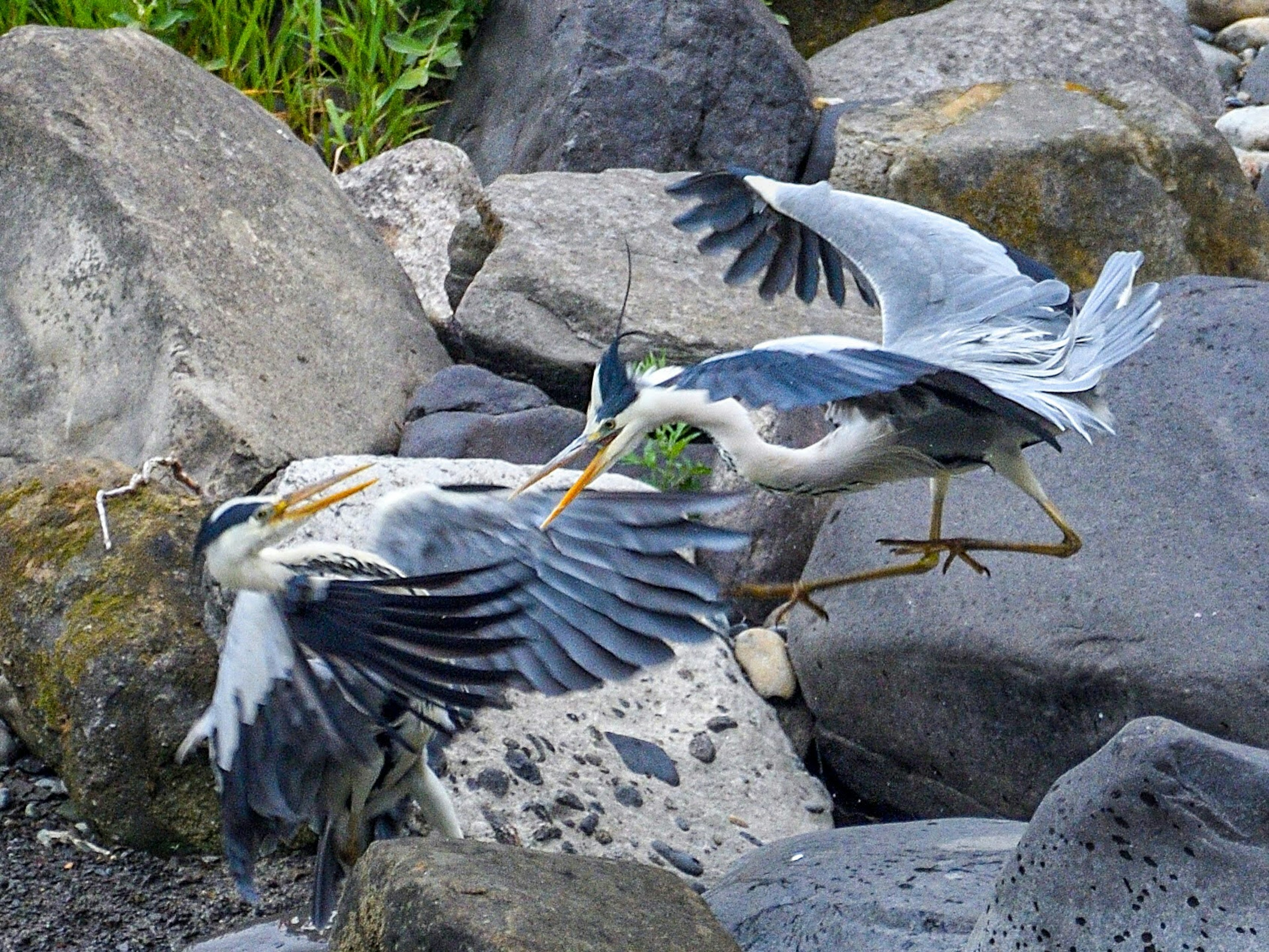 Two herons in flight over rocks