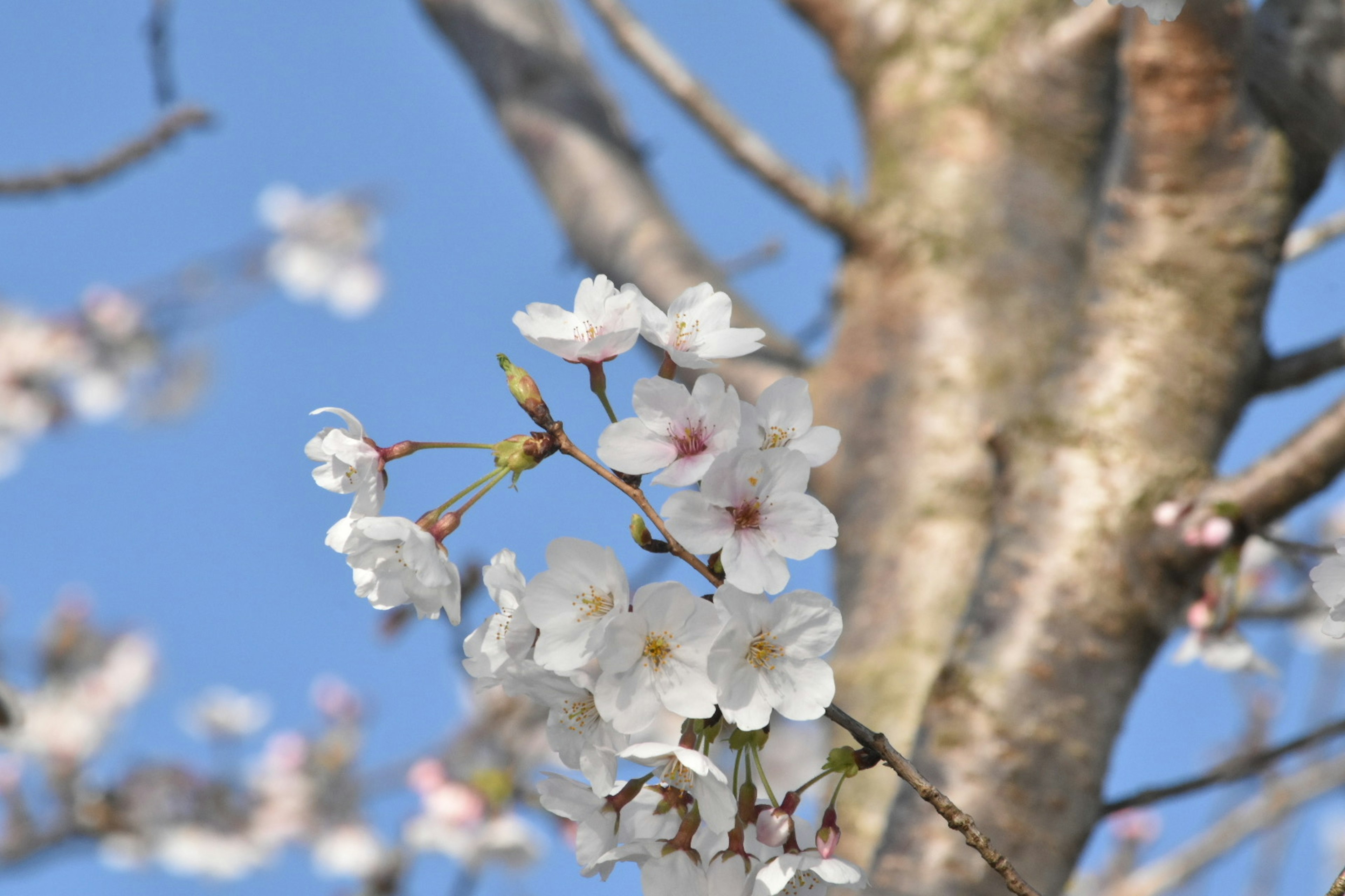 桜の花が青空の下で咲いている様子