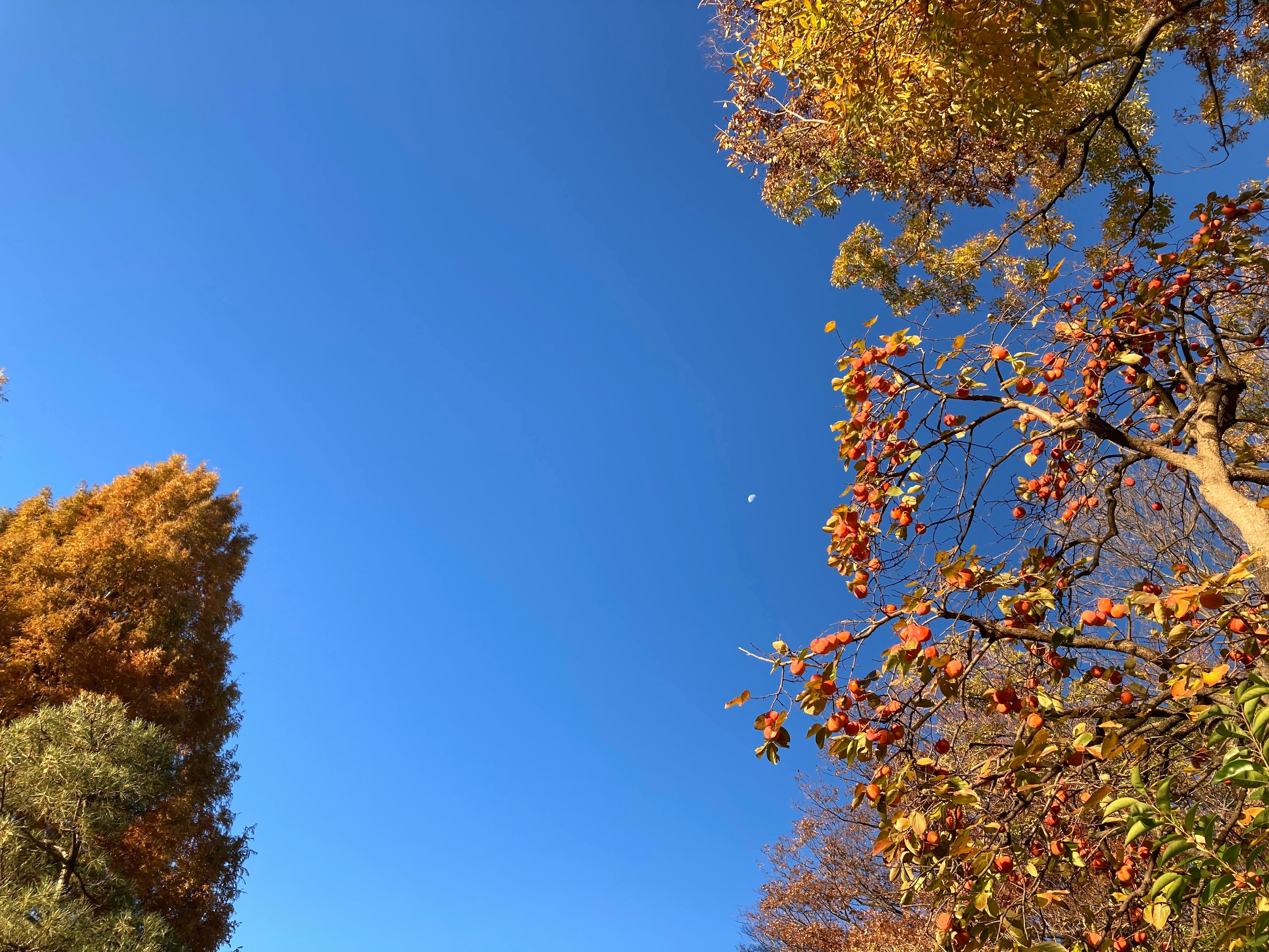 Eine Ansicht des blauen Himmels und der Herbstbäume