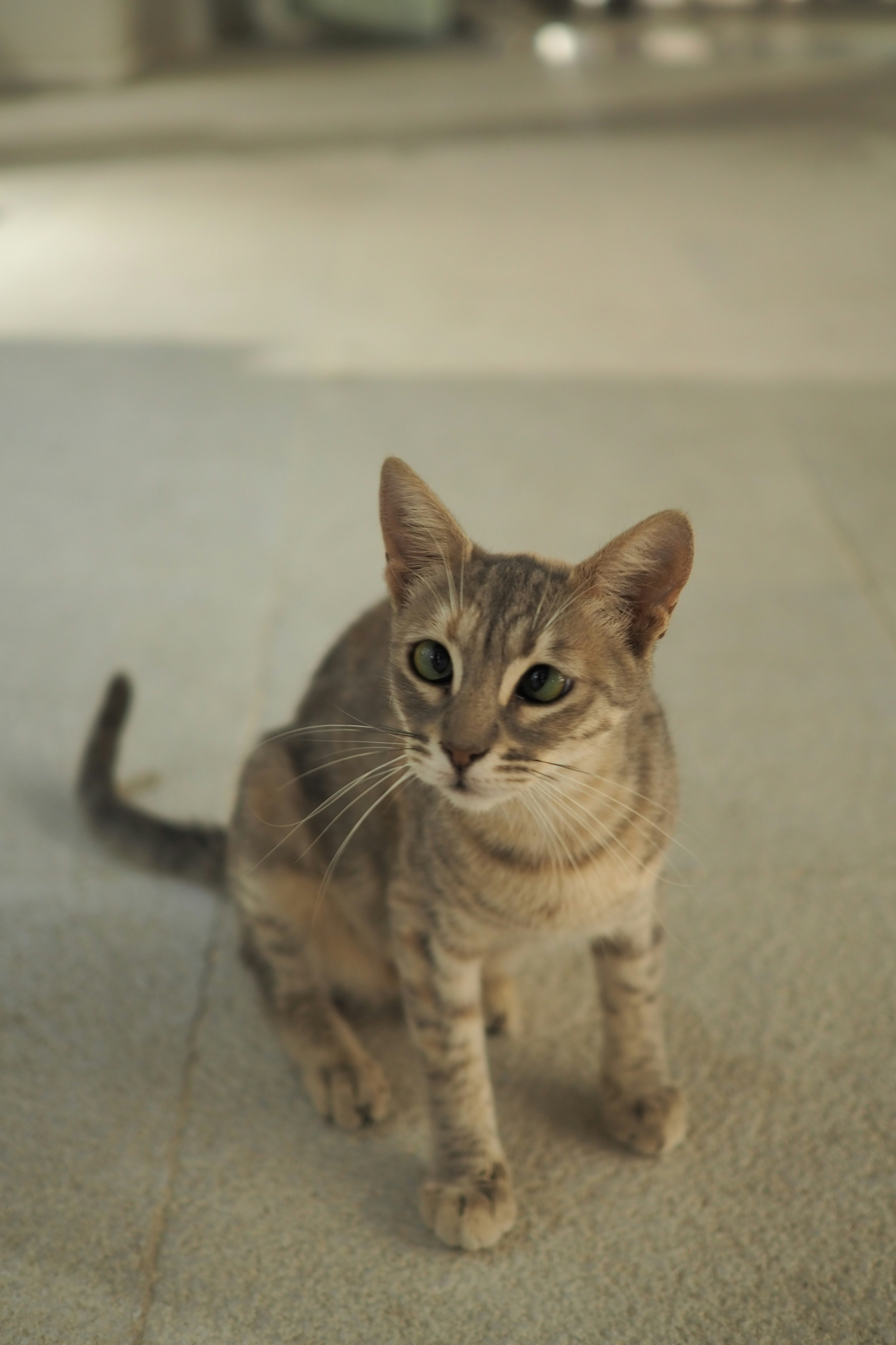 Gato gris sentado en el suelo