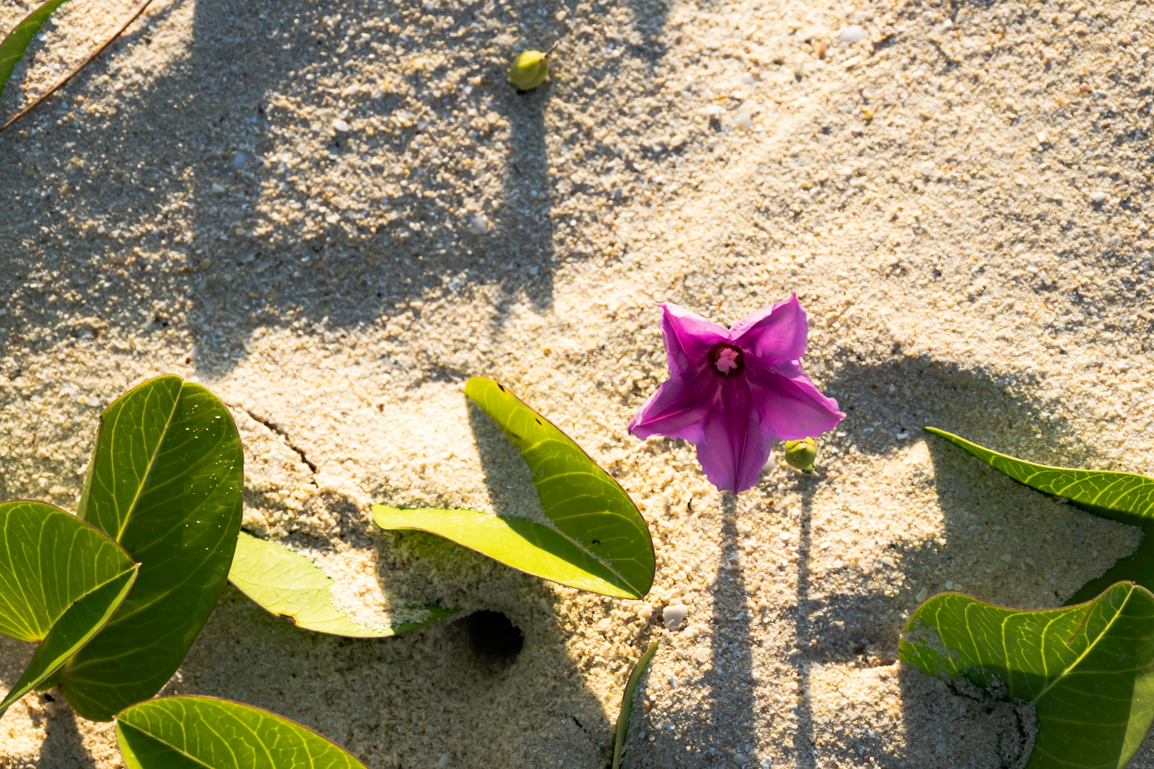 A vibrant purple flower with green leaves on sandy ground