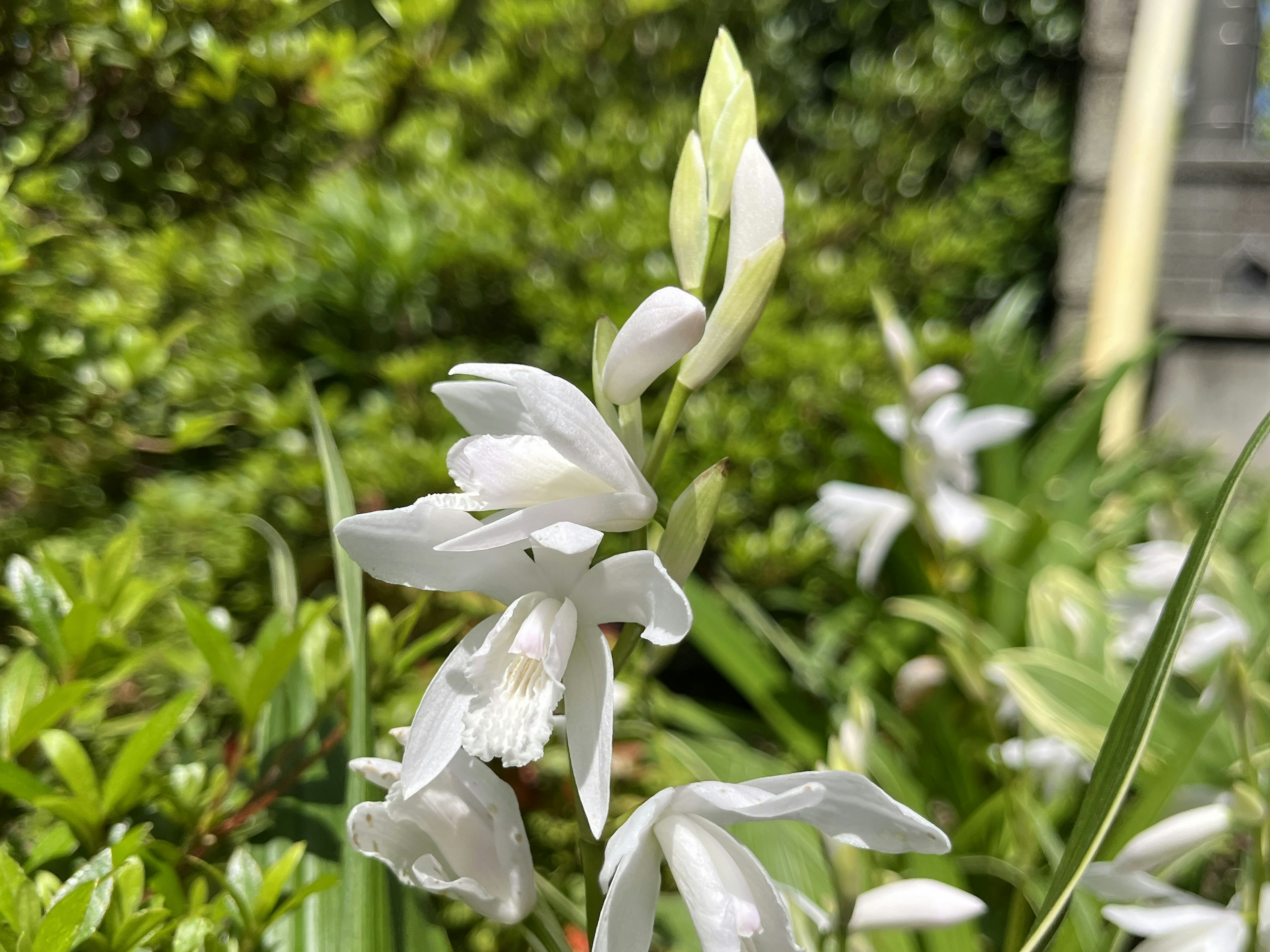 Acercamiento de una flor blanca en flor rodeada de hojas verdes