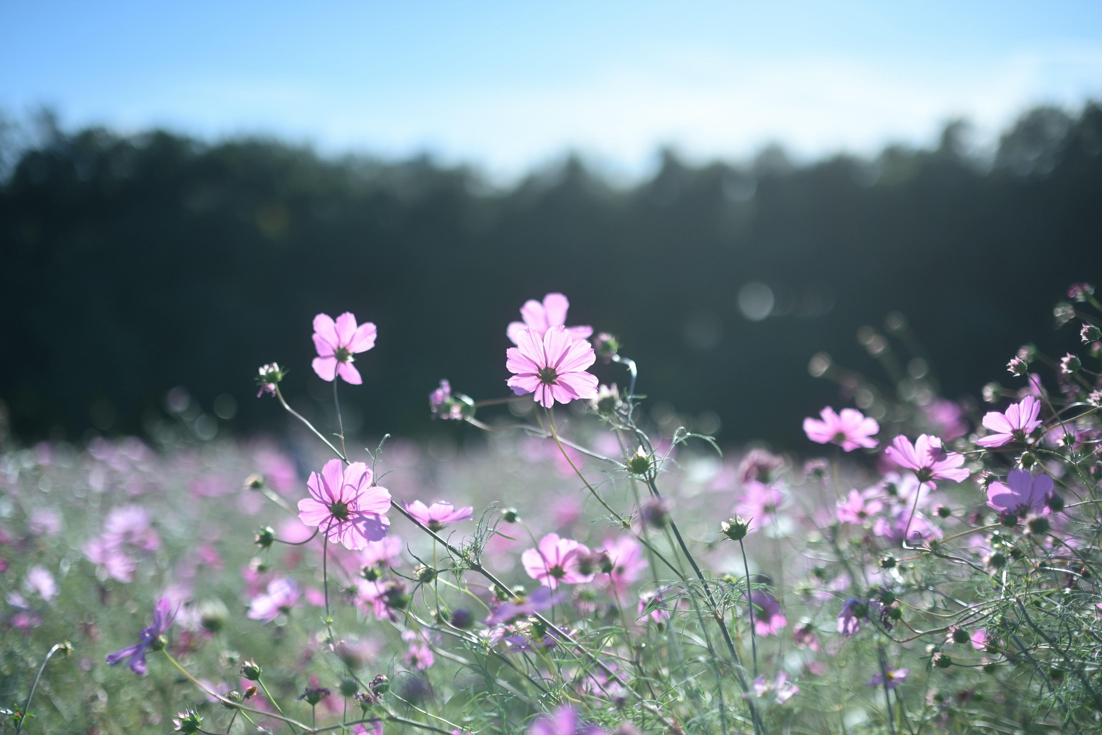 青い空の下で咲くピンクの花々と緑の葉