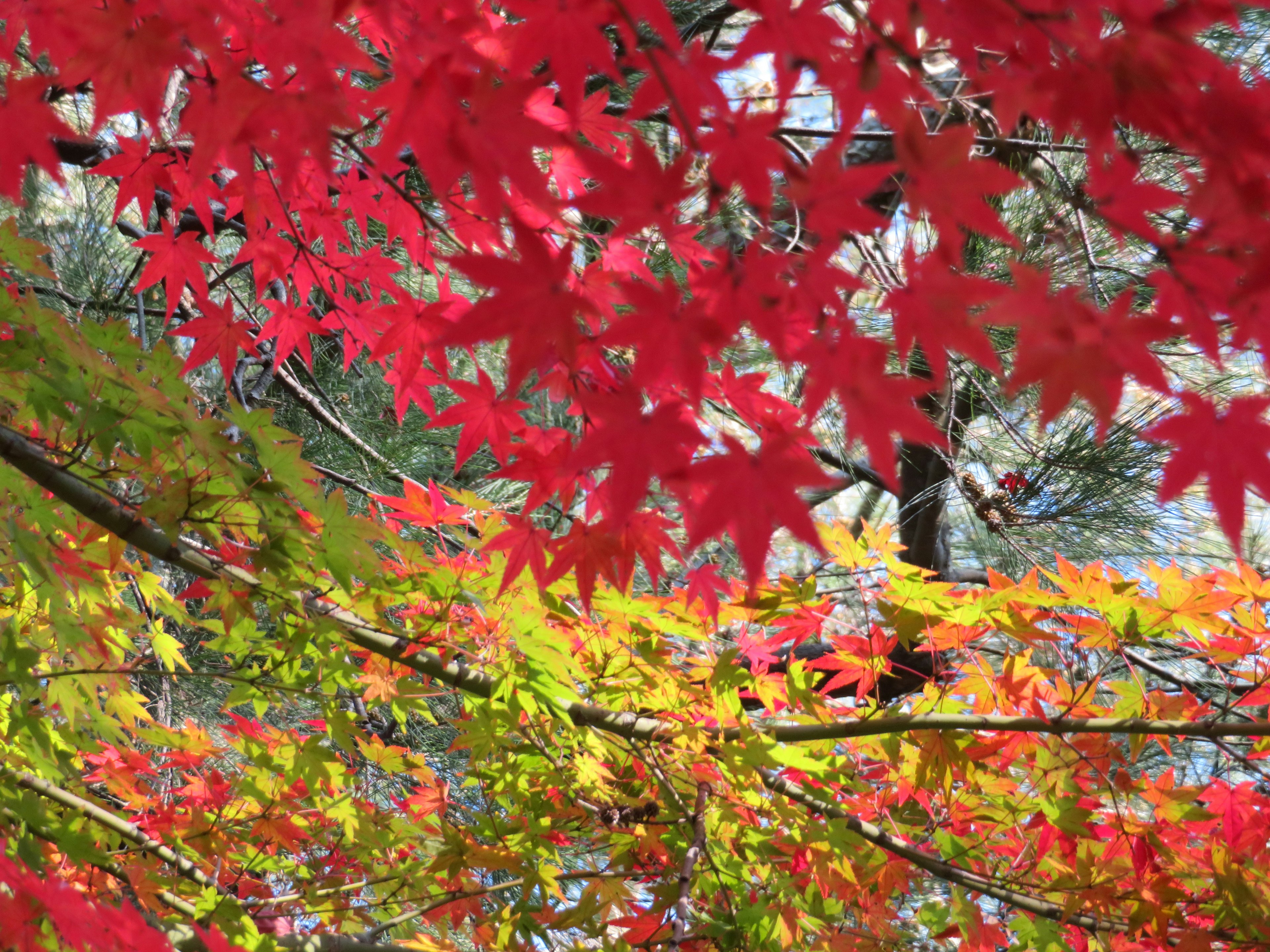 鮮豔的紅色和黃色秋葉在樹枝上