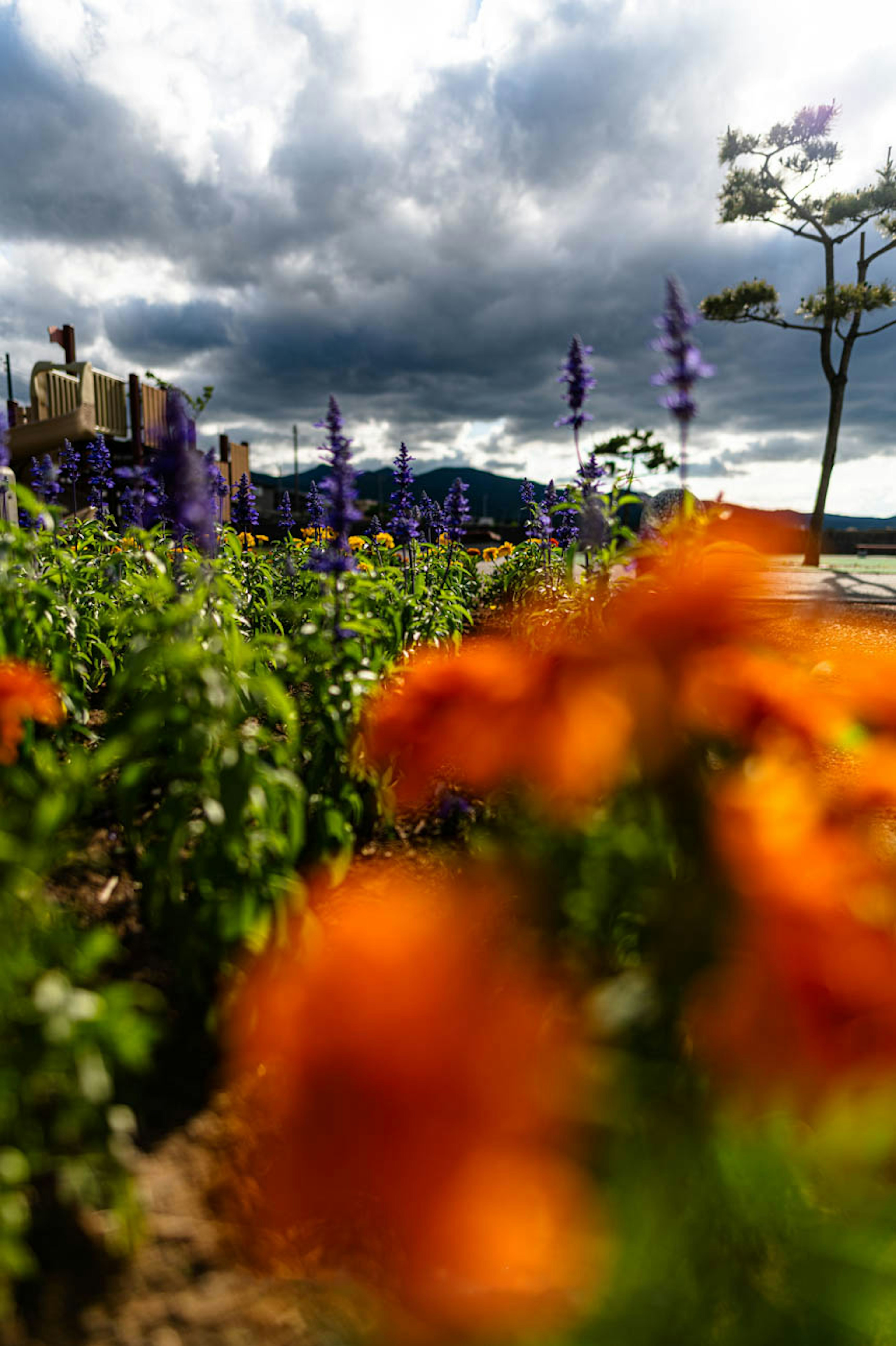 Un paesaggio con fiori arancioni e viola sotto un cielo nuvoloso