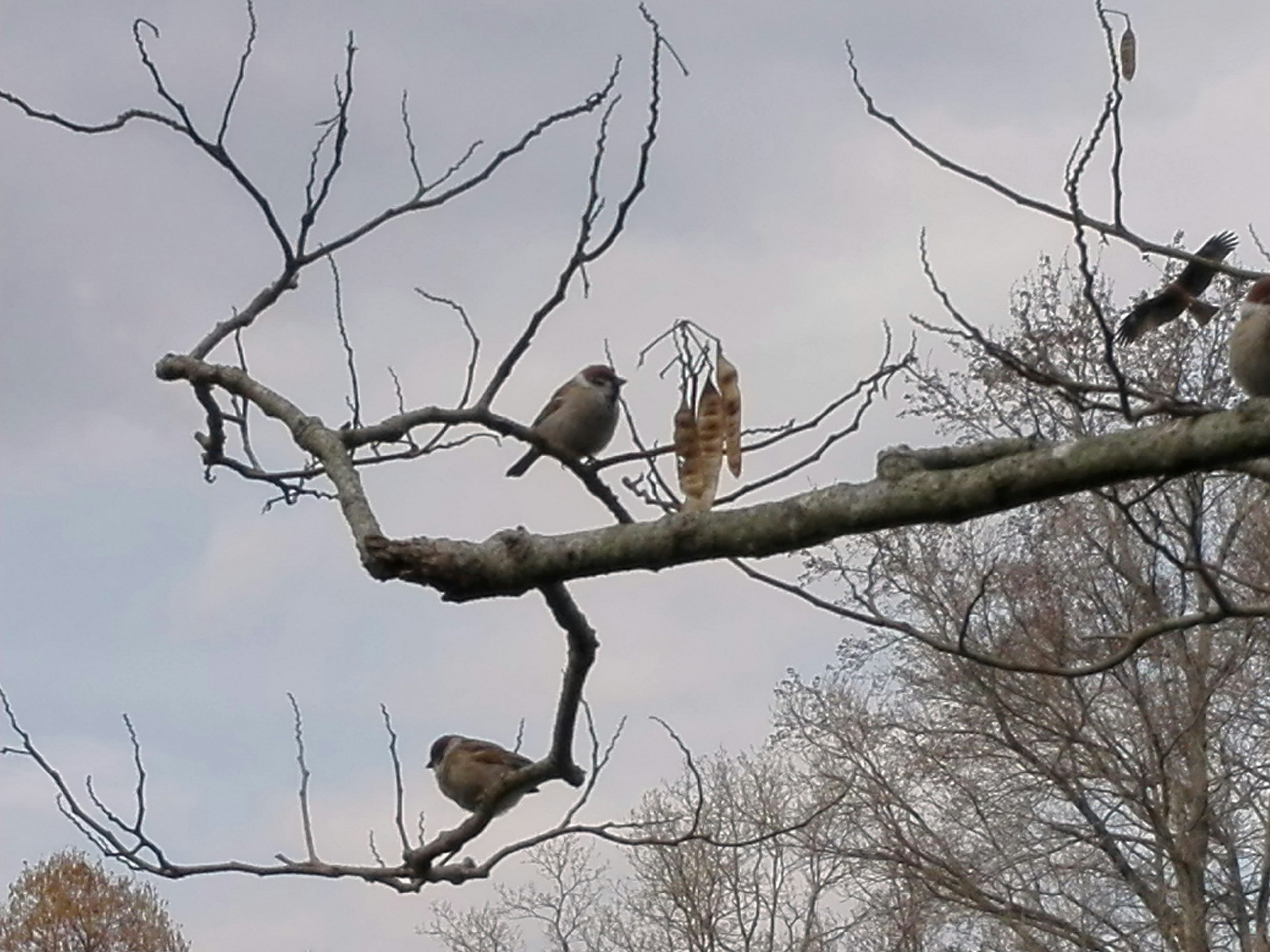 Birds perched on a branch against a cloudy sky