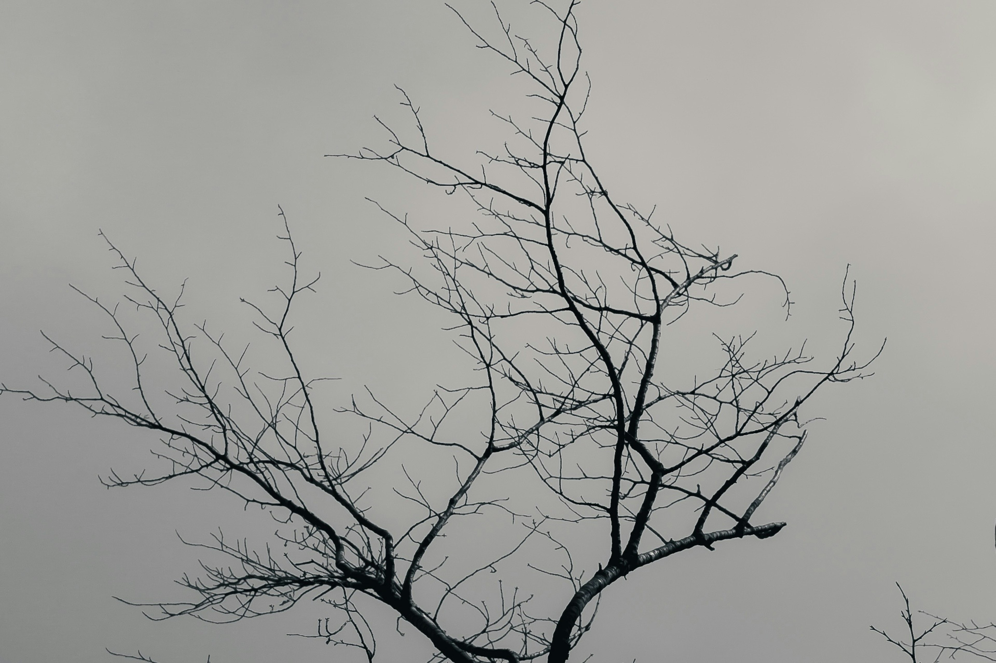 Branches d'arbre fines contre un ciel gris