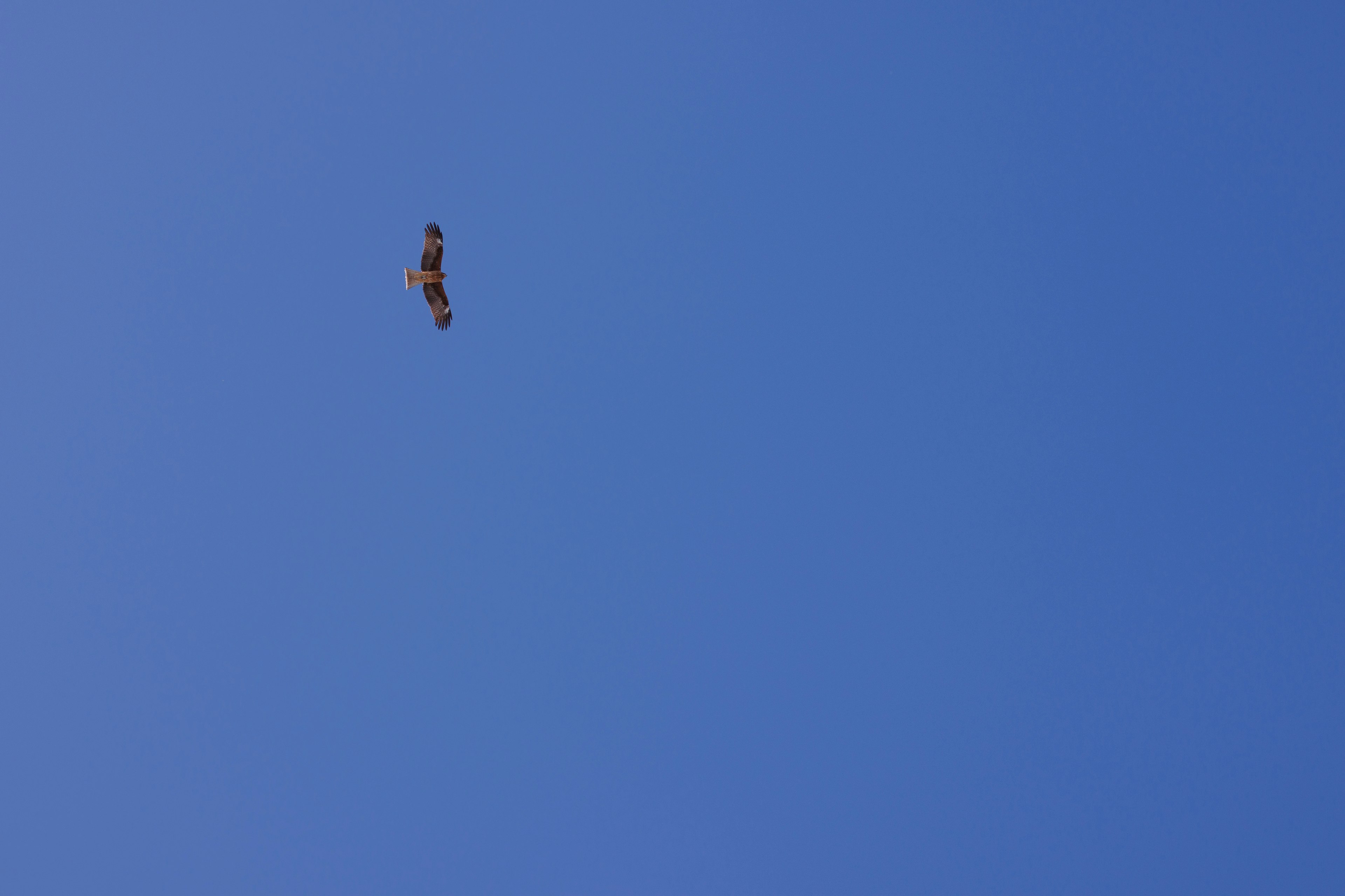 A hawk soaring in a clear blue sky