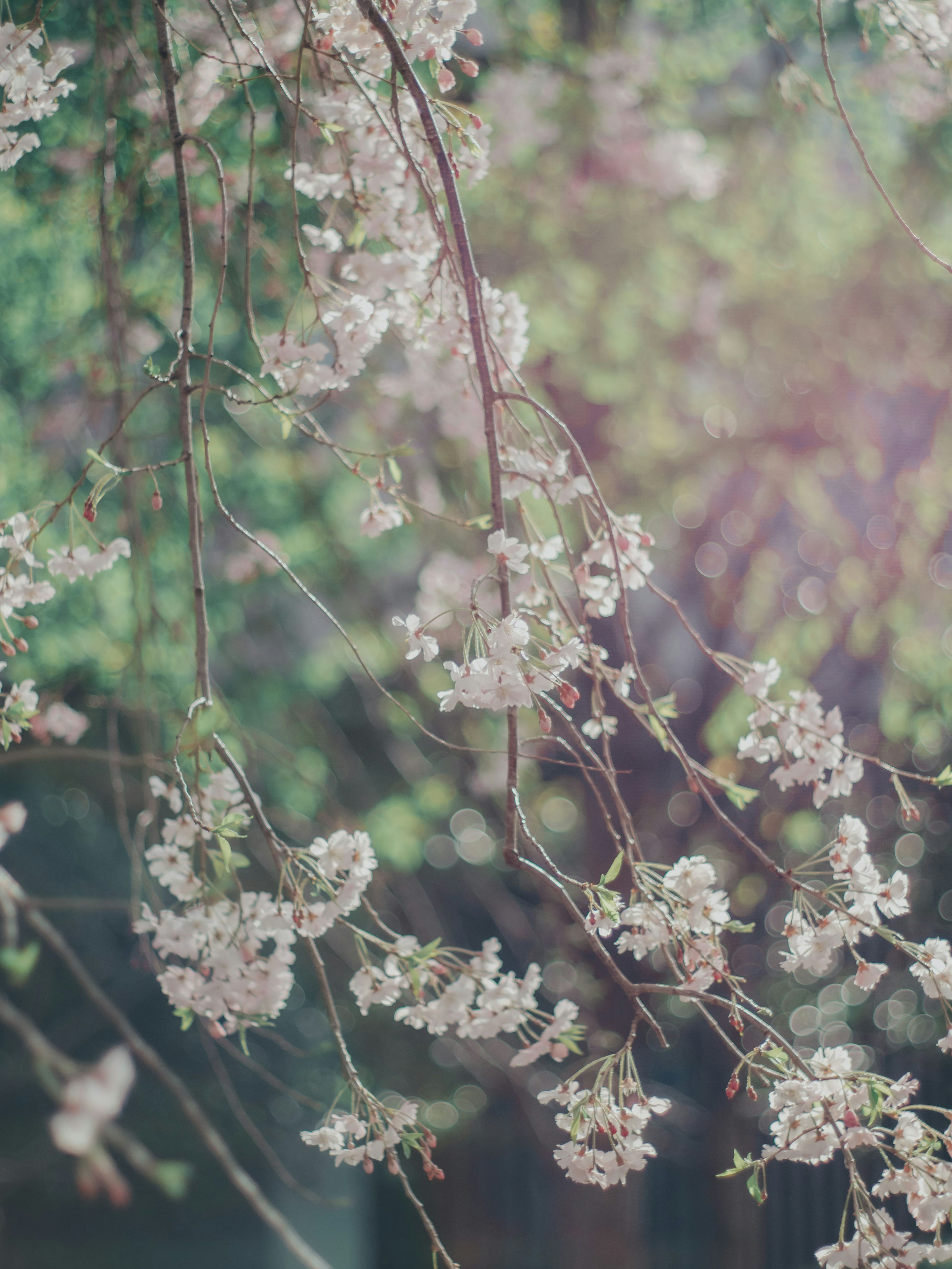 桜の花が咲いている枝のクローズアップ 緑の背景がぼやけている
