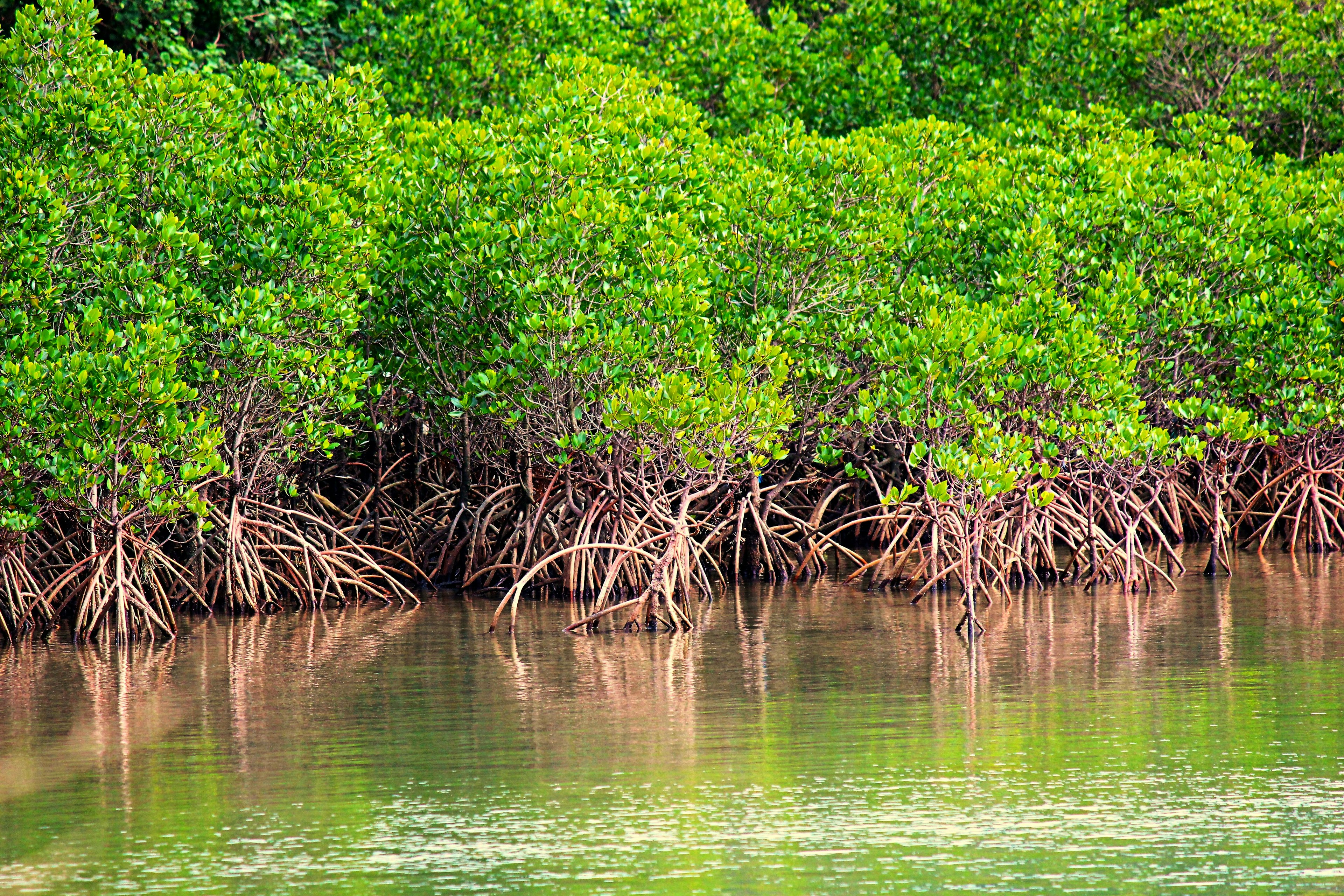 Lush mangrove trees along the water's edge with visible roots