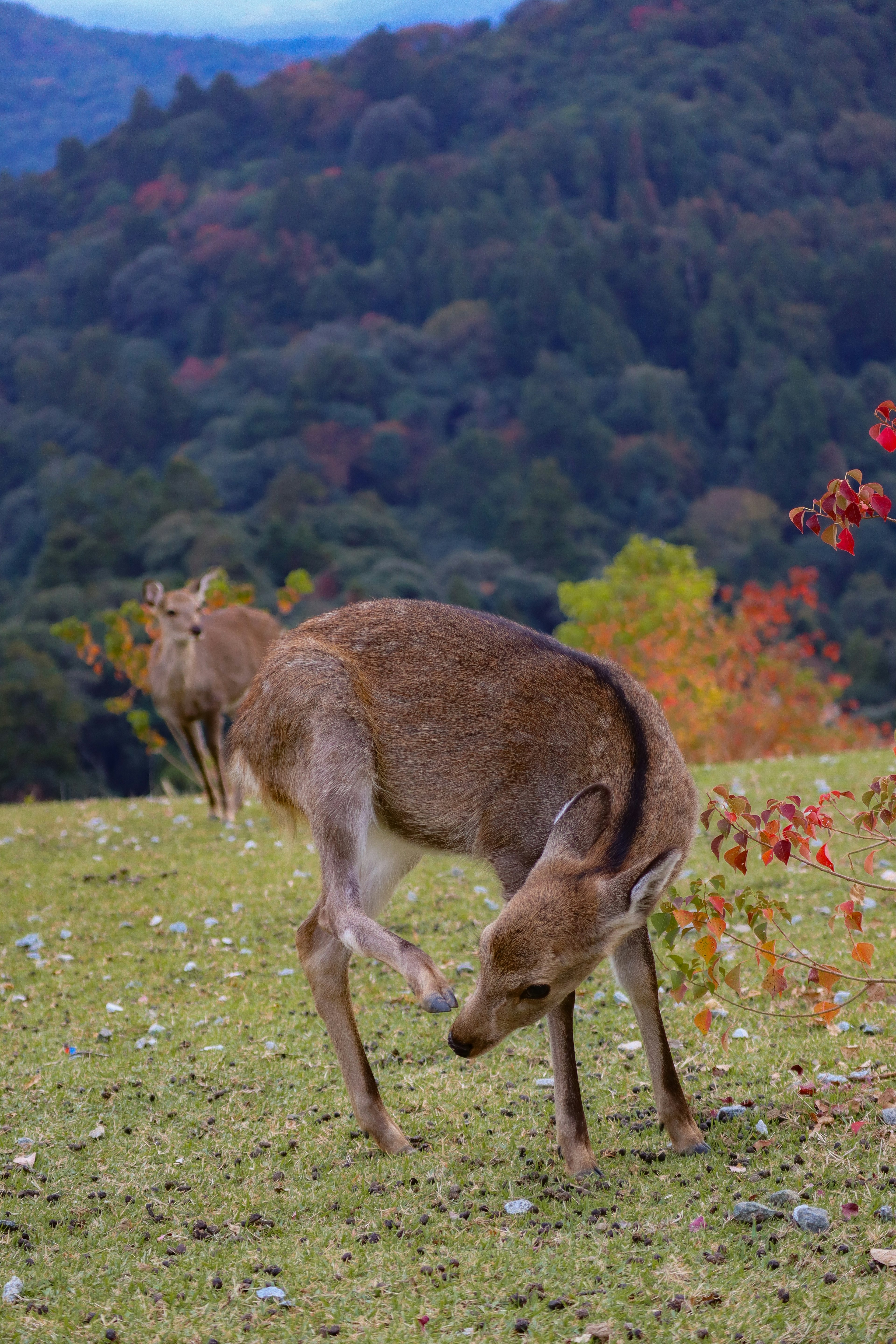 Cervo che si lecca il piede su un campo erboso alberi autunnali colorati sullo sfondo