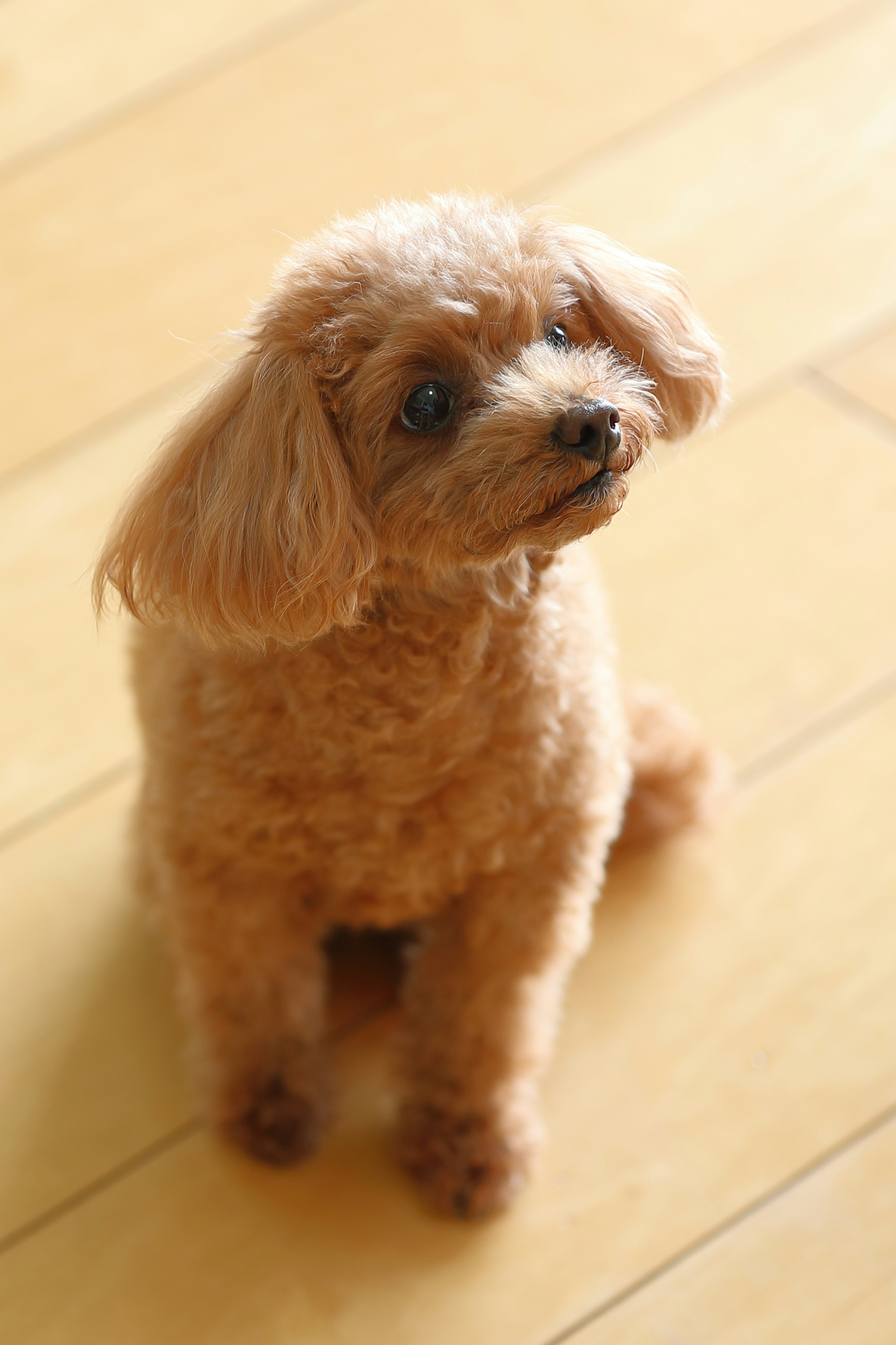 Perro pequeño y lindo sentado en un suelo de madera