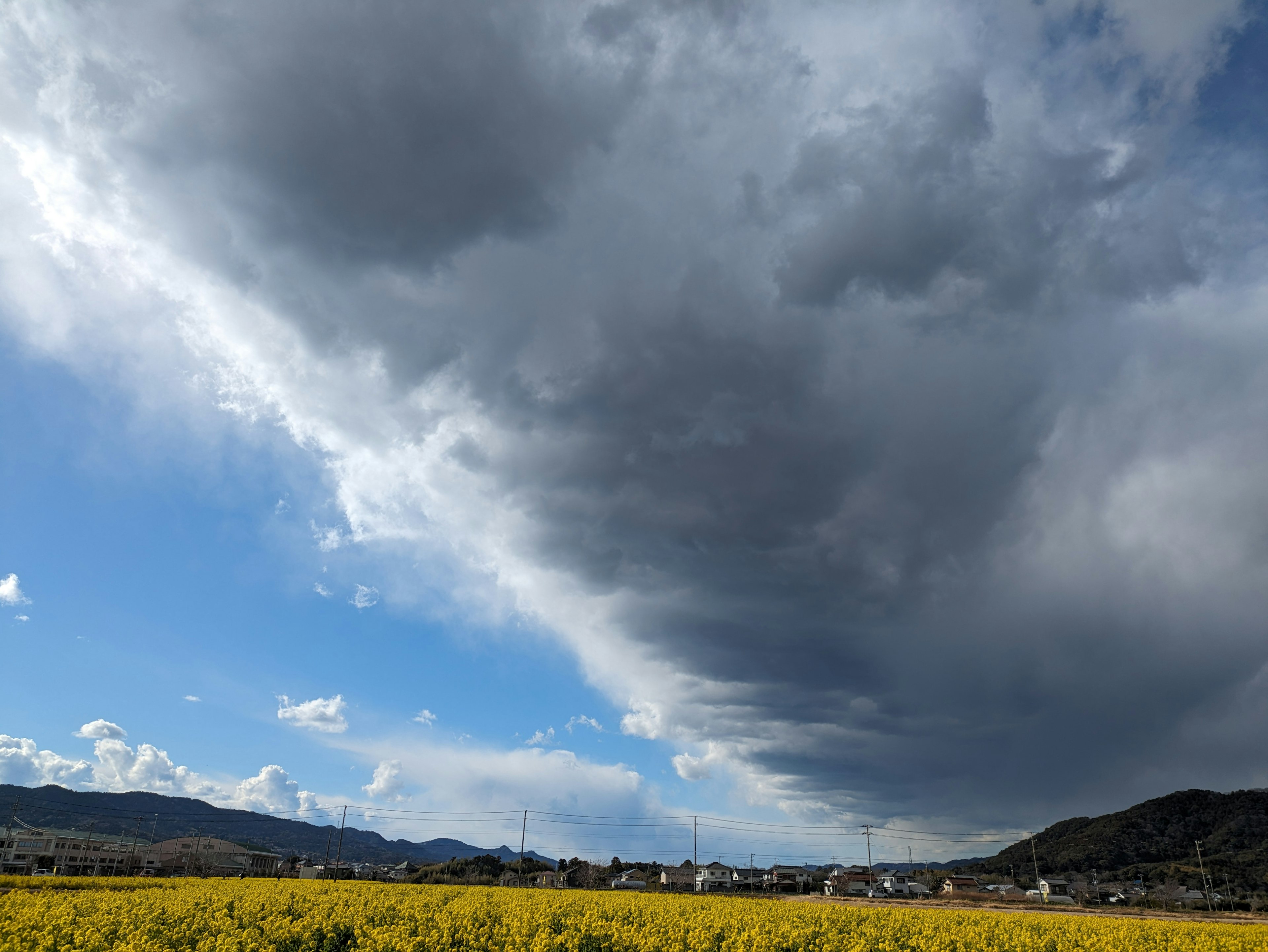 Contrast of blue sky and dark clouds over a yellow flower field