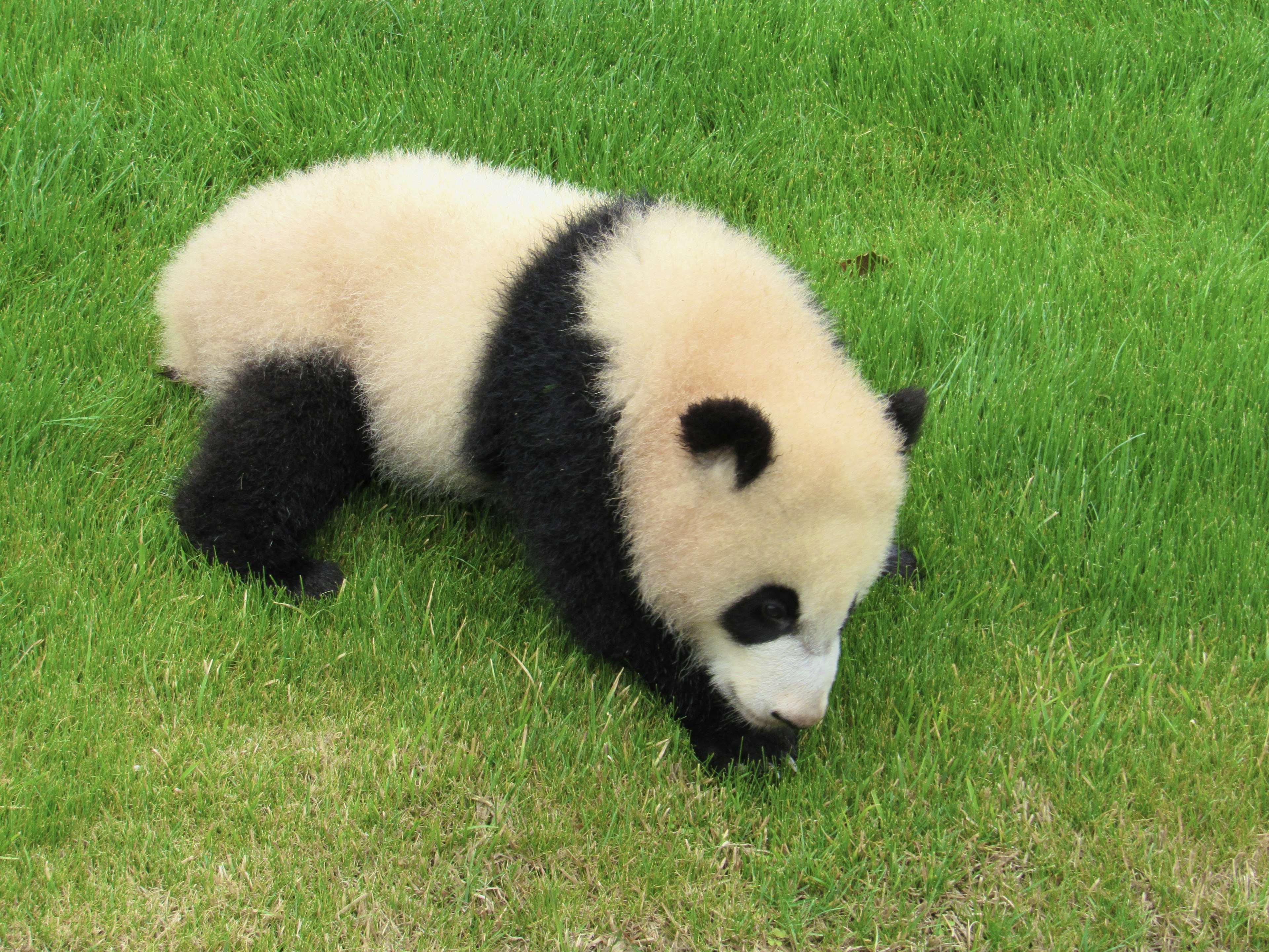 Baby panda playing on the grass