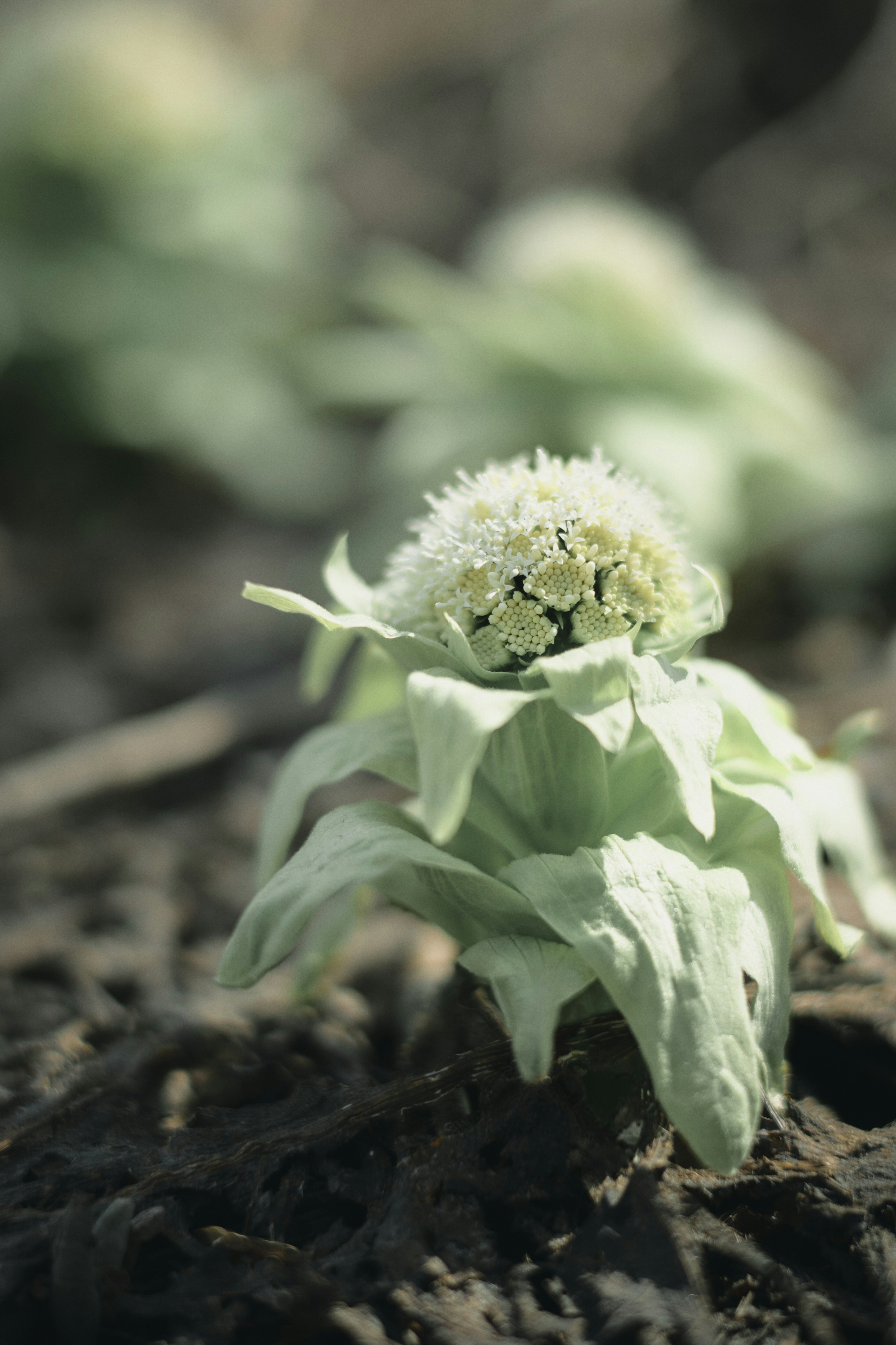 白色の花を持つ新芽の植物が地面から出ている