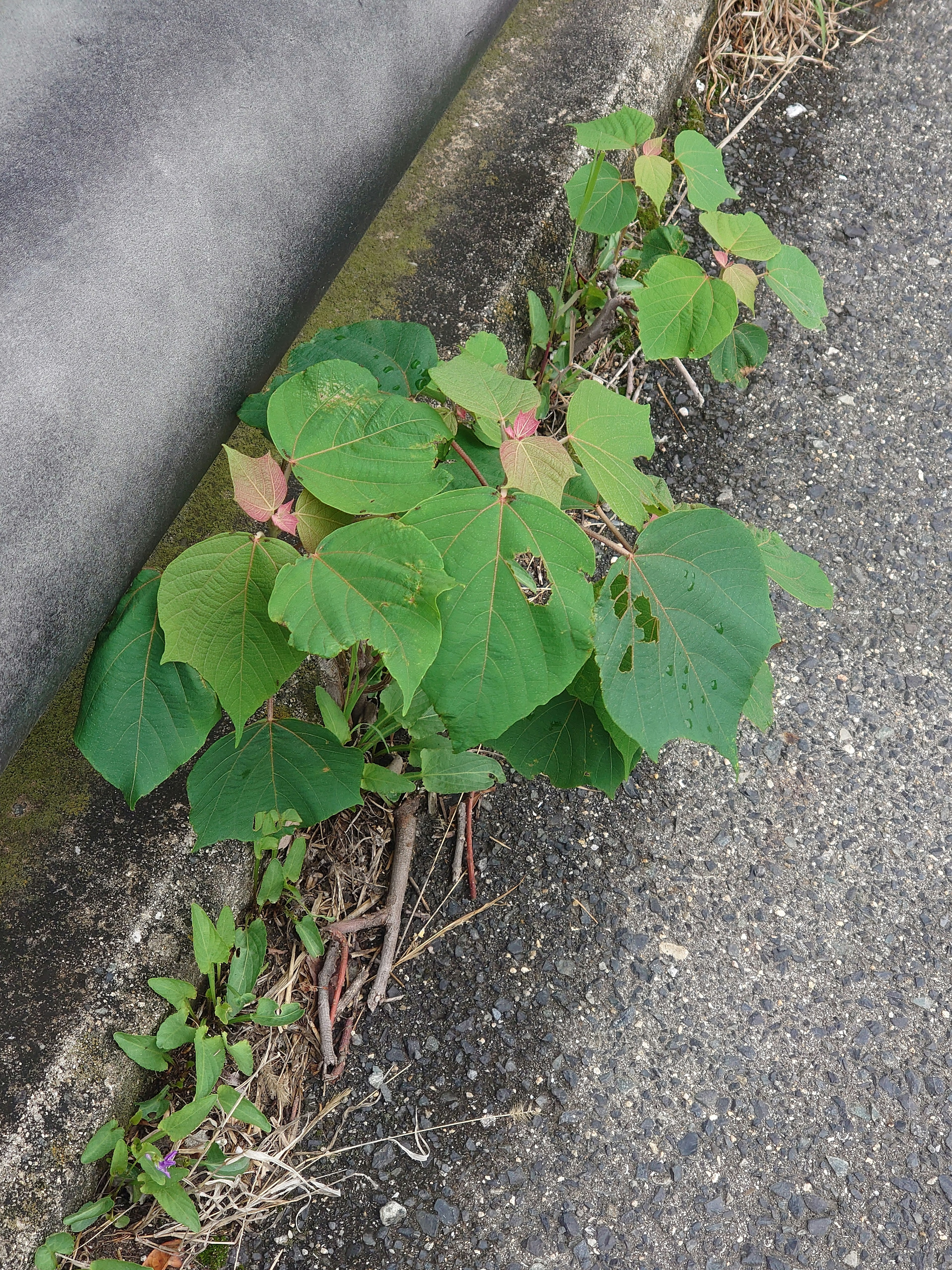 道端に生える緑の植物の近接写真