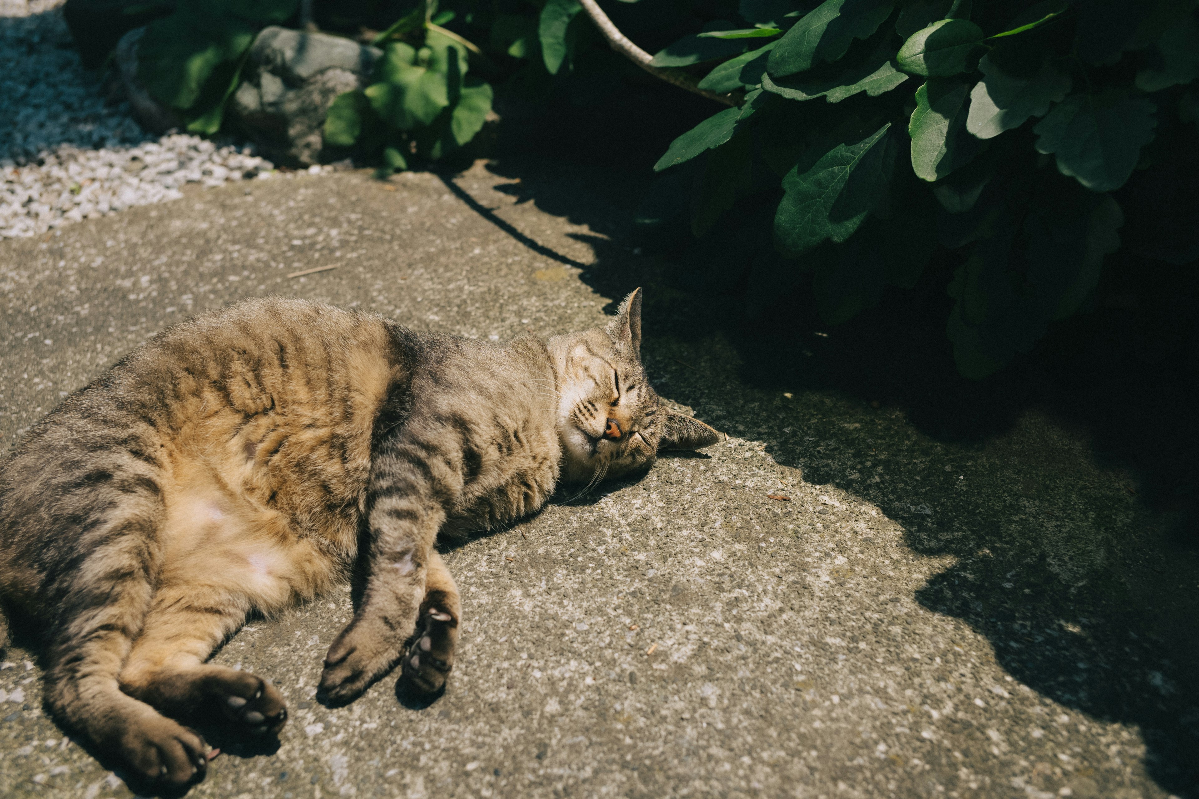 Brown cat lying on the ground basking in sunlight