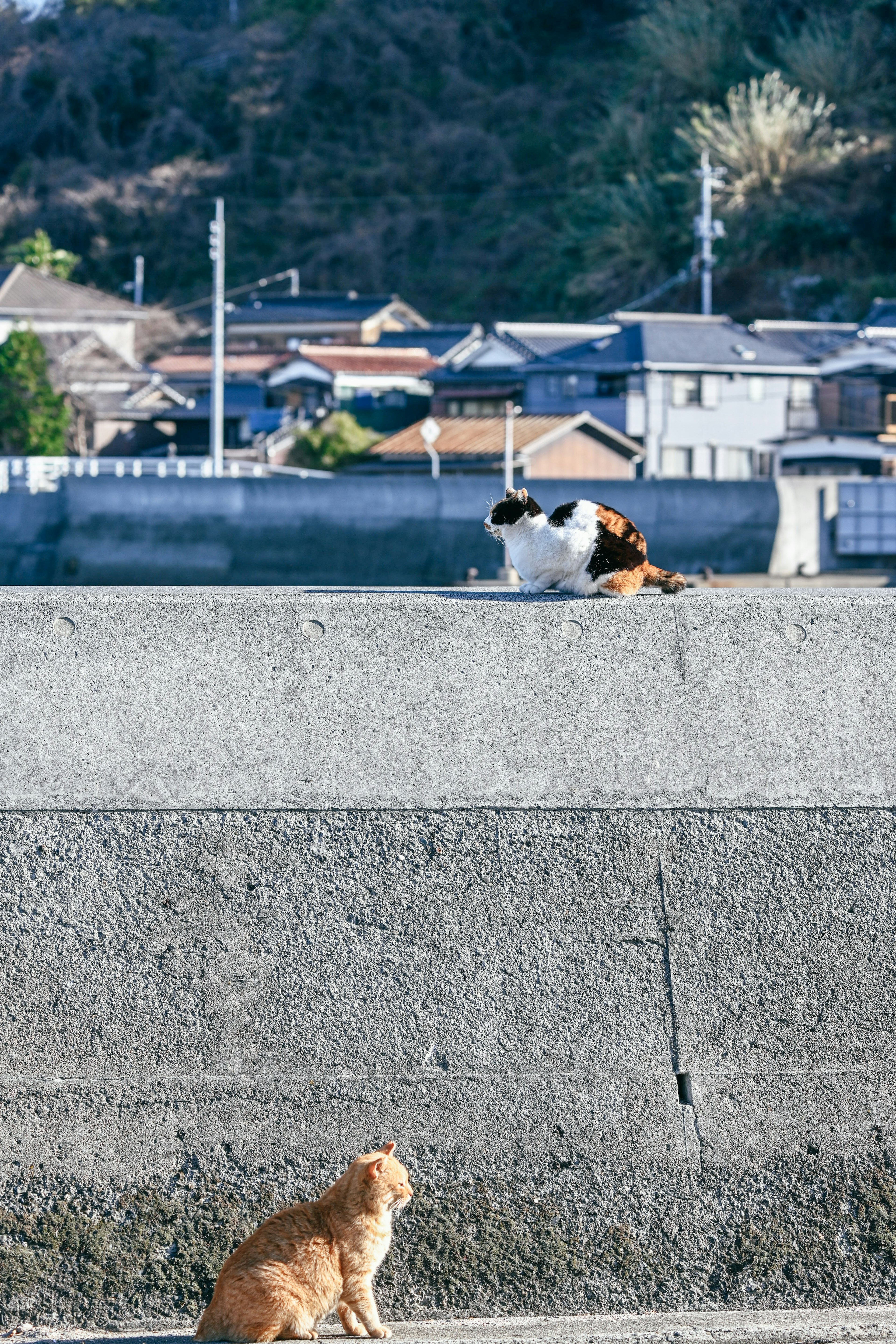 Une scène avec un chat et un chien devant des maisons