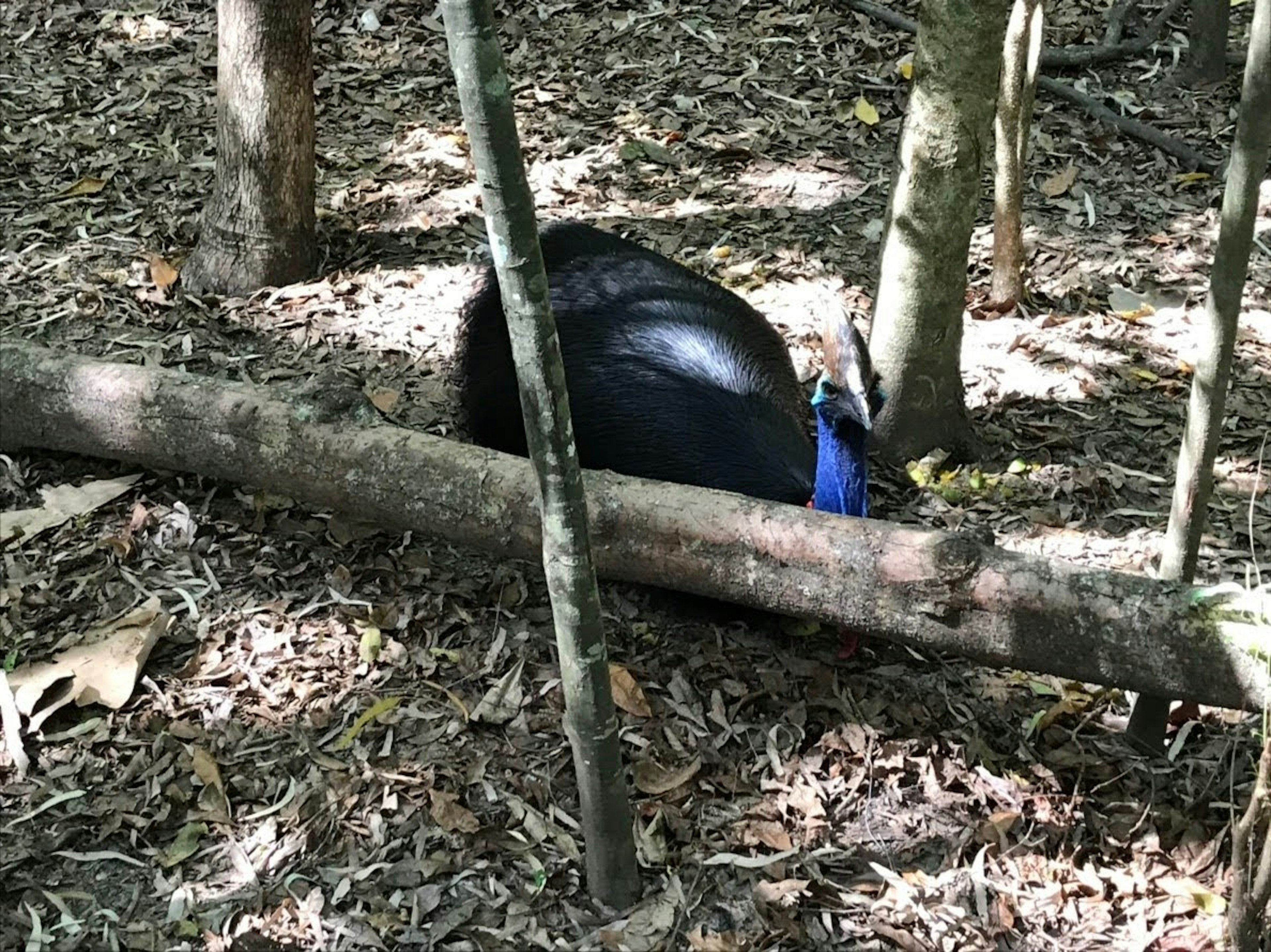 Kasuari di hutan dengan tubuh hitam dan leher biru